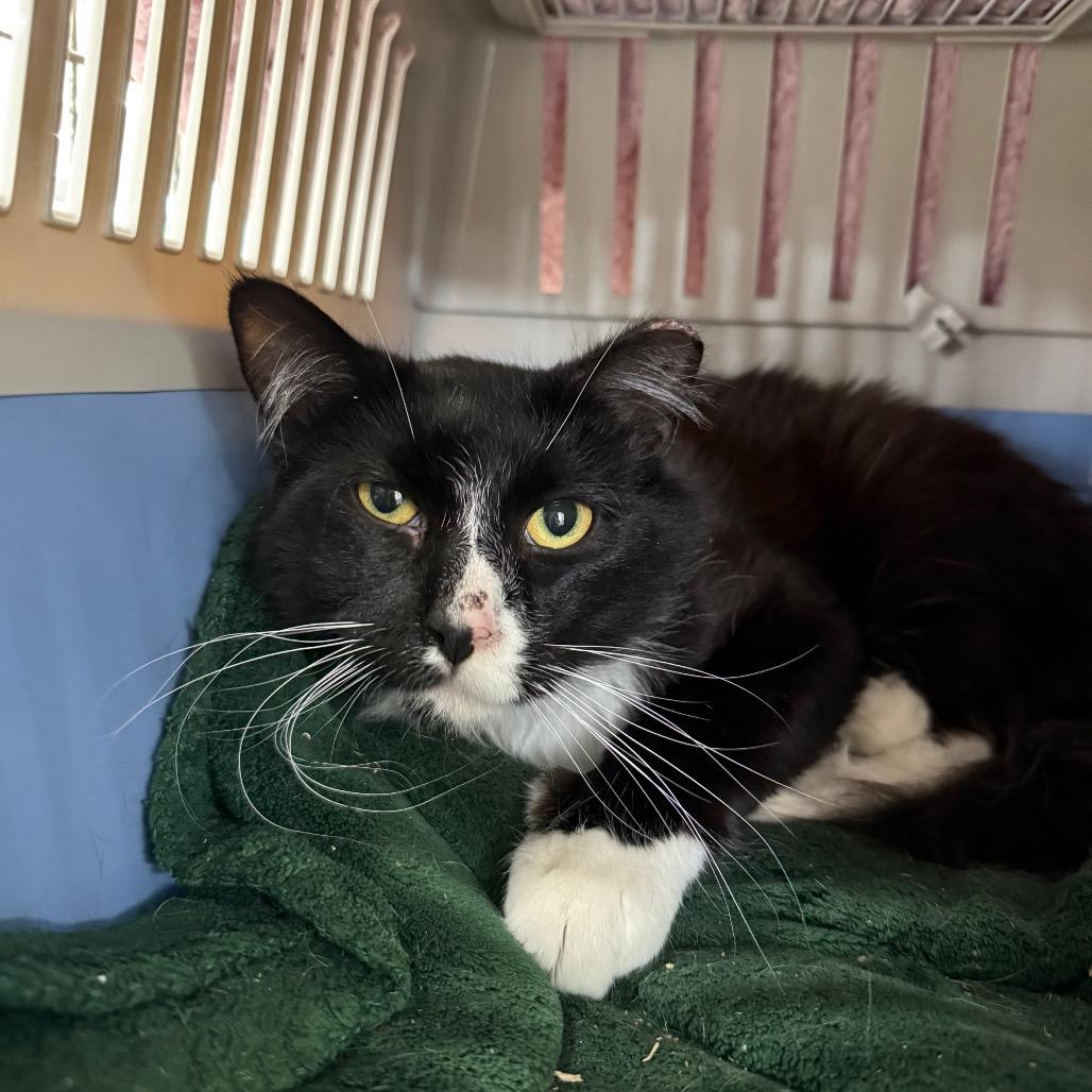 Dew Drop, a Adoptable Domestic Medium Hair in East Smithfield , PA image 2/6