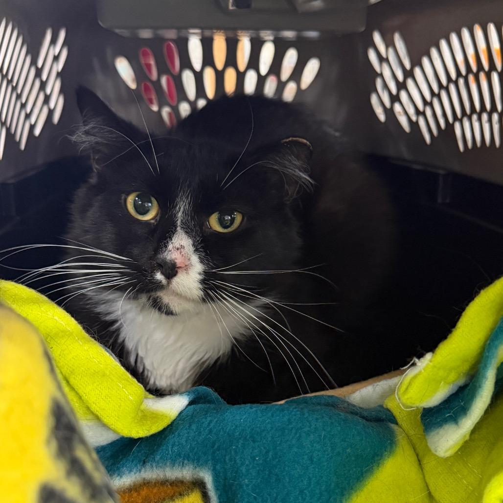 Dew Drop, a Adoptable Domestic Medium Hair in East Smithfield , PA image 3/6