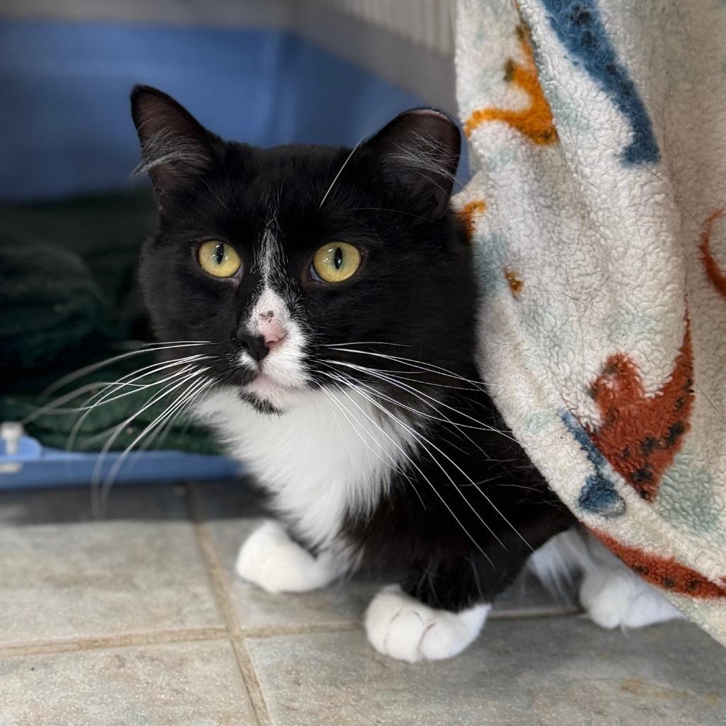 Dew Drop, a Adoptable Domestic Medium Hair in East Smithfield , PA image 4/6