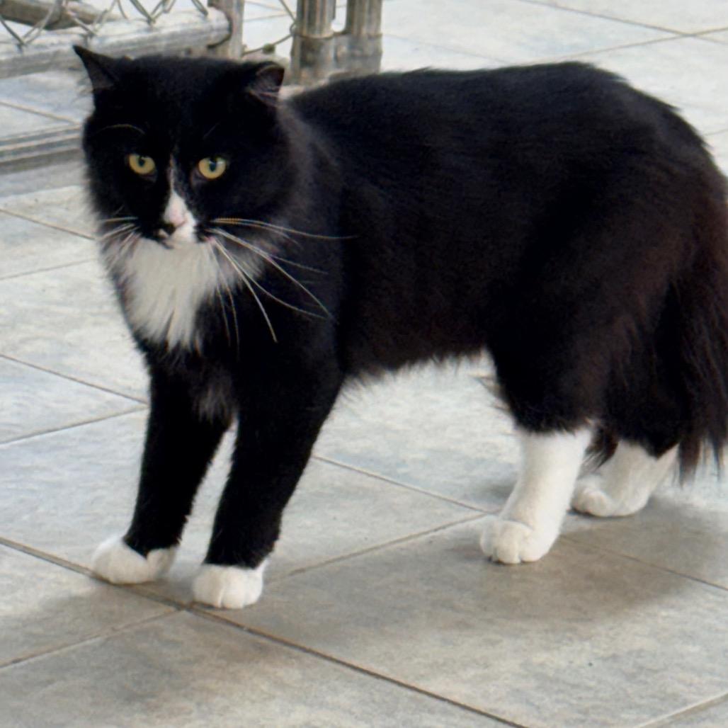 Dew Drop, a Adoptable Domestic Medium Hair in East Smithfield , PA image 4/6