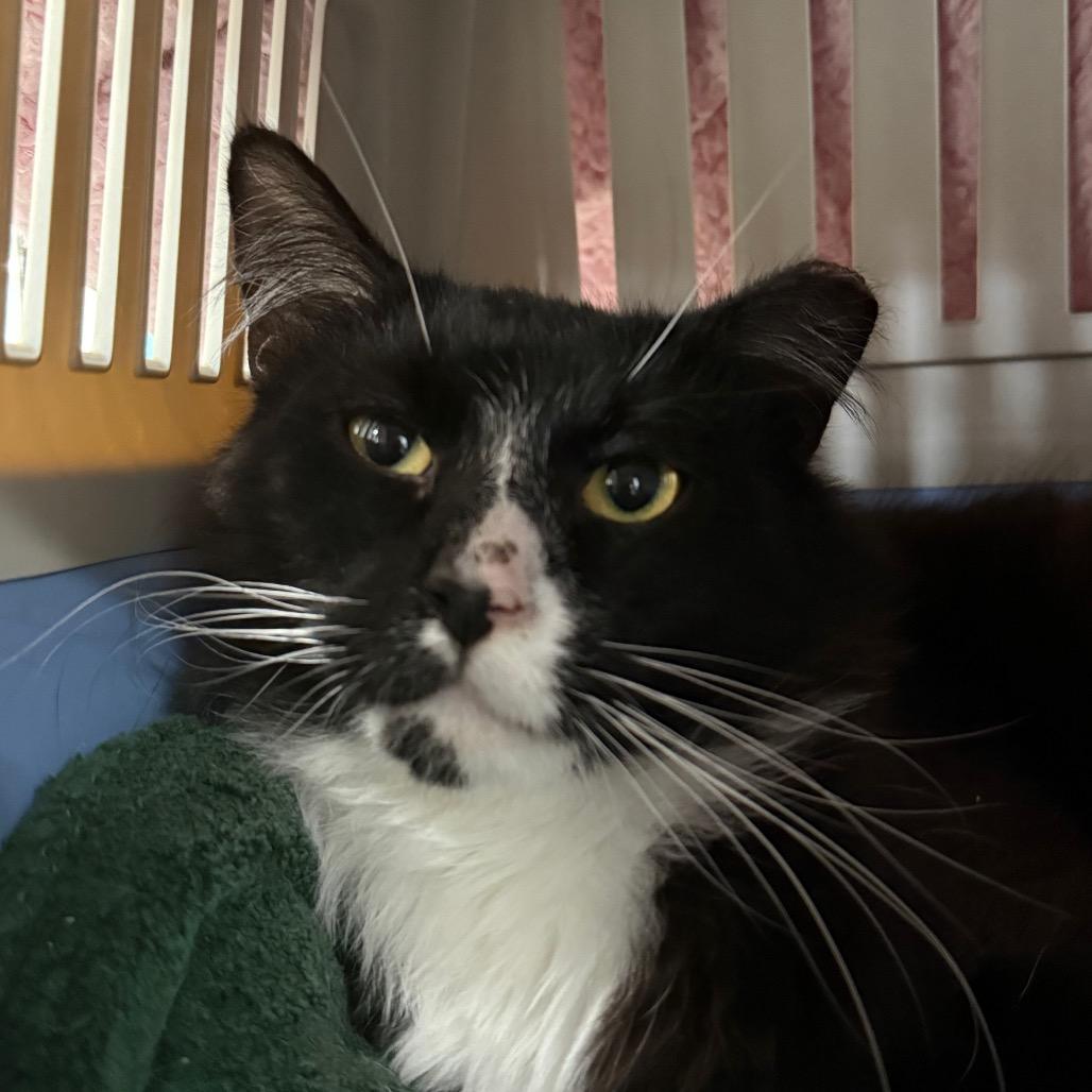 Dew Drop, a Adoptable Domestic Medium Hair in East Smithfield , PA image 5/6