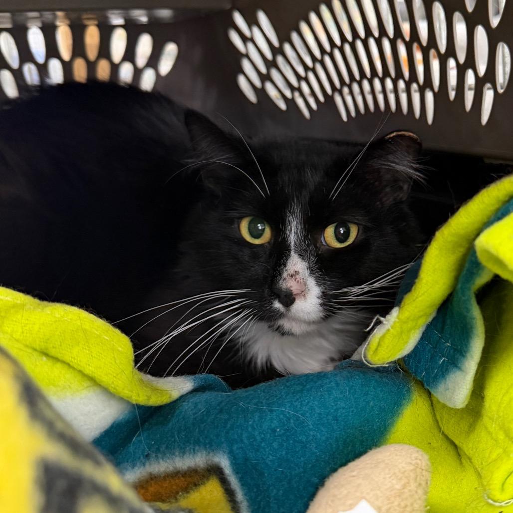 Dew Drop, a Adoptable Domestic Medium Hair in East Smithfield , PA image 6/6