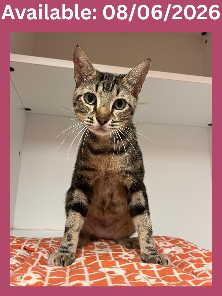 Enlarge Cat Condo #18, a Adoptable mixed breed in Greenville, TX image 1/2