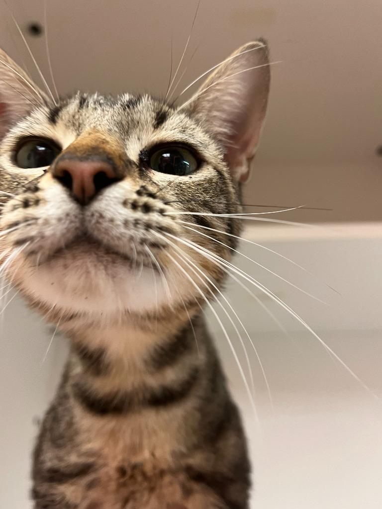 Enlarge Cat Condo #18, a Adoptable mixed breed in Greenville, TX image 2/2