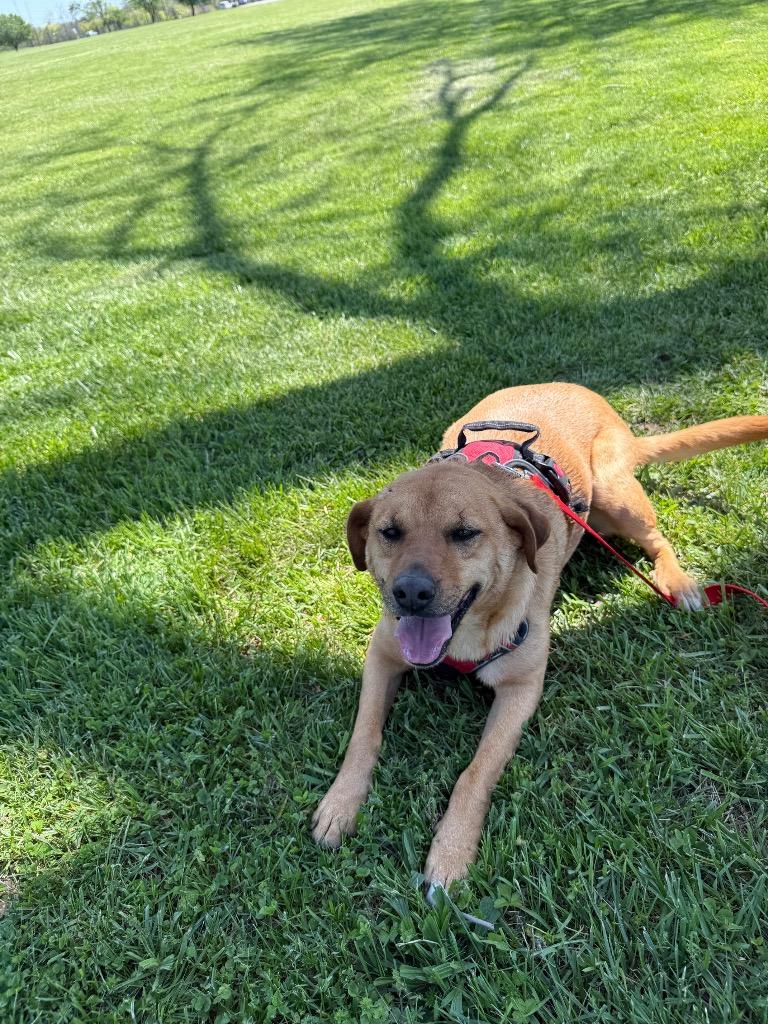 Penny, Adoptable, Adult Female Mixed Breed.