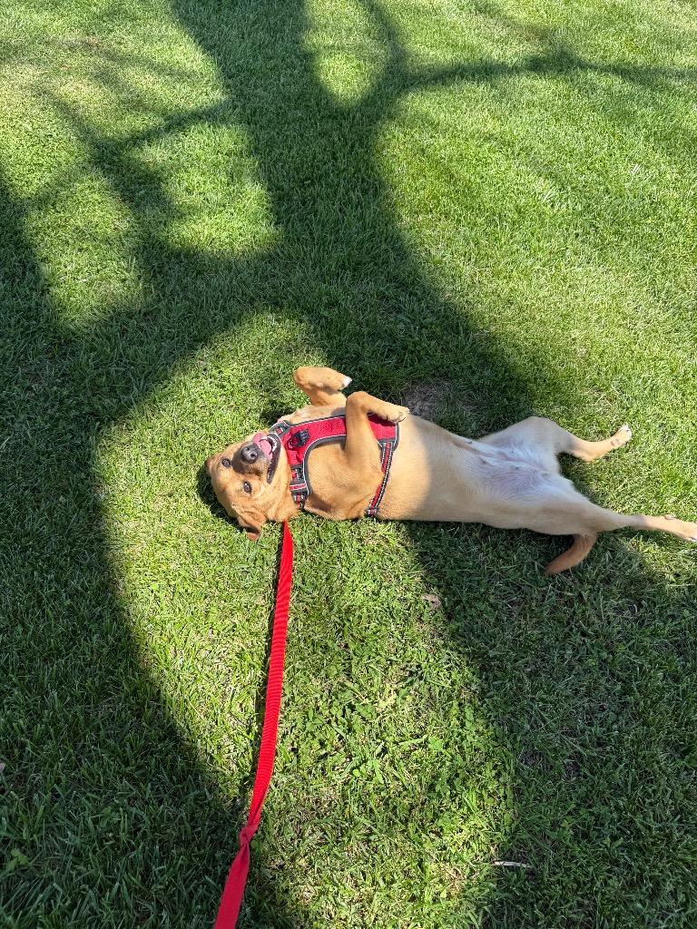 Enlarge Penny, a Adoptable mixed breed in Gallatin, TN image 2/2
