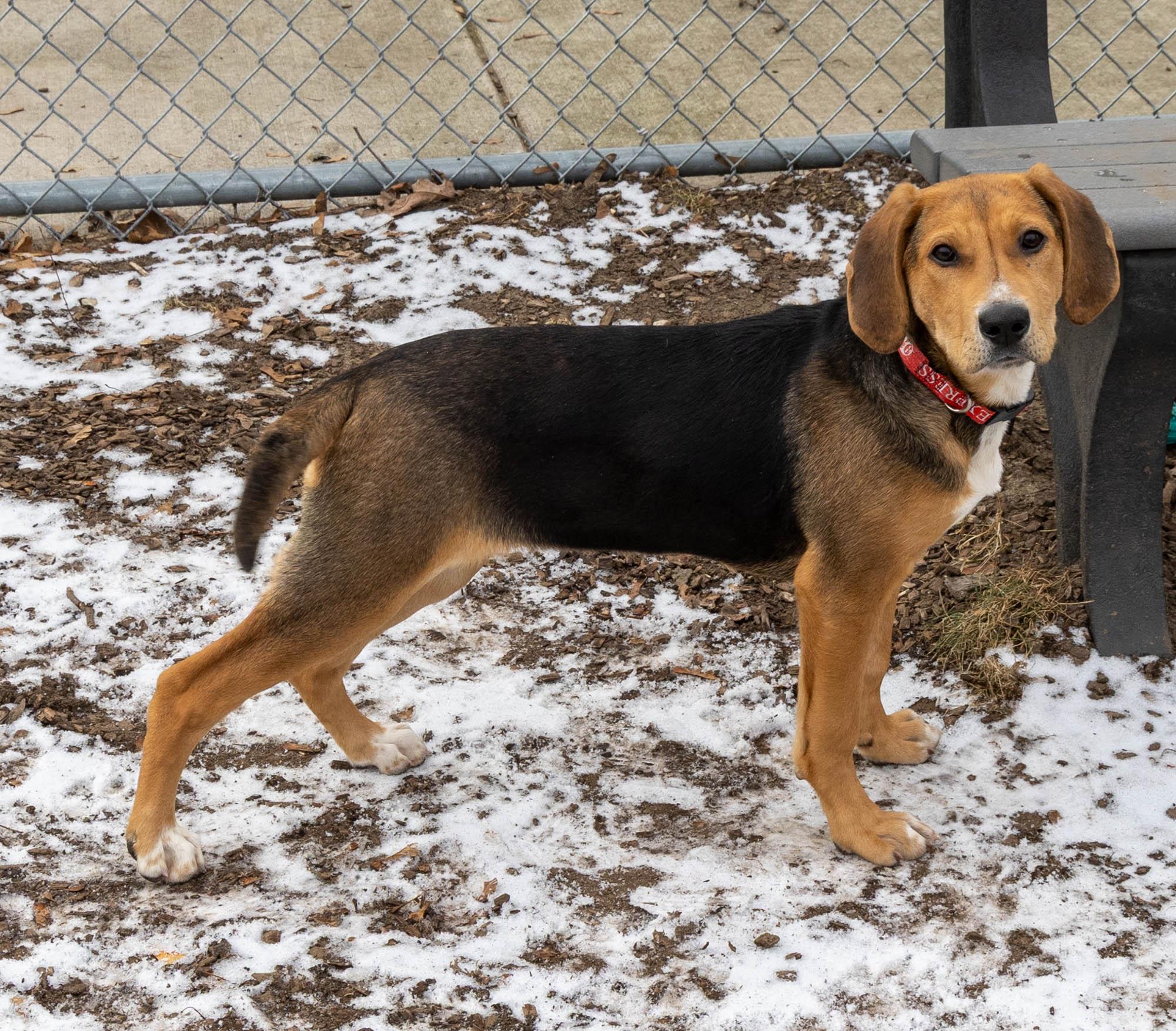 Enlarge Puddin', an adopted mixed breed in Mount Pleasant, MI image 3/4