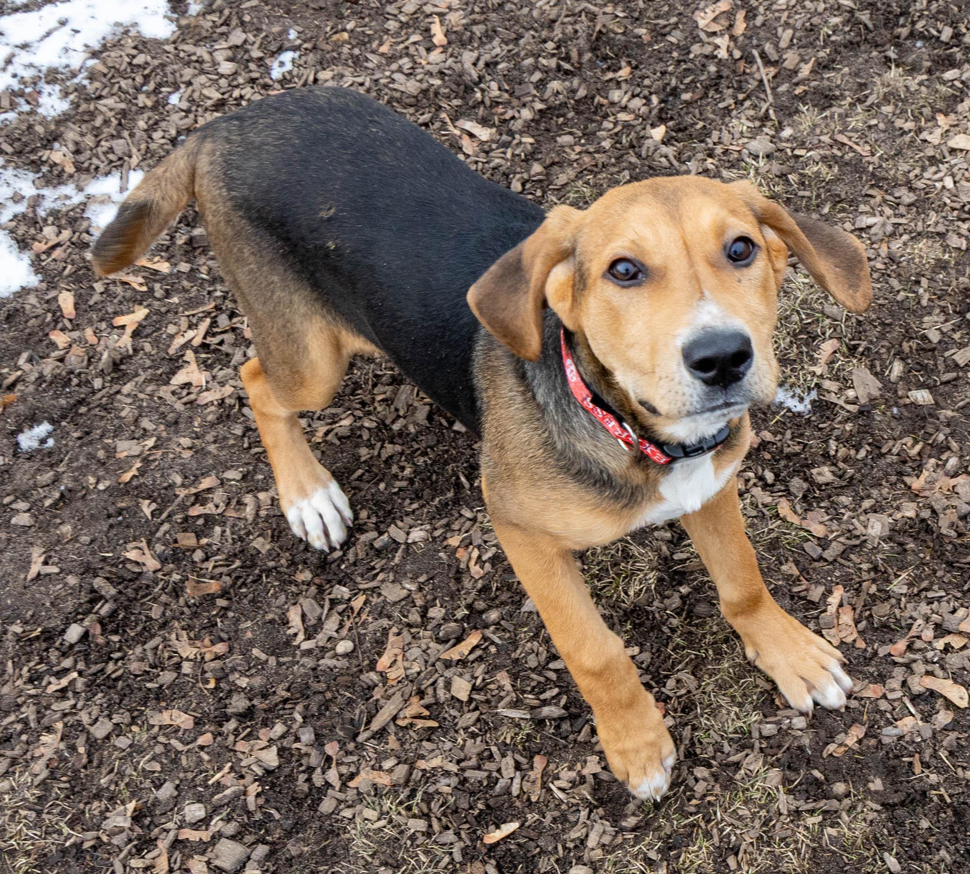 Enlarge Puddin', an adopted mixed breed in Mount Pleasant, MI image 1/4