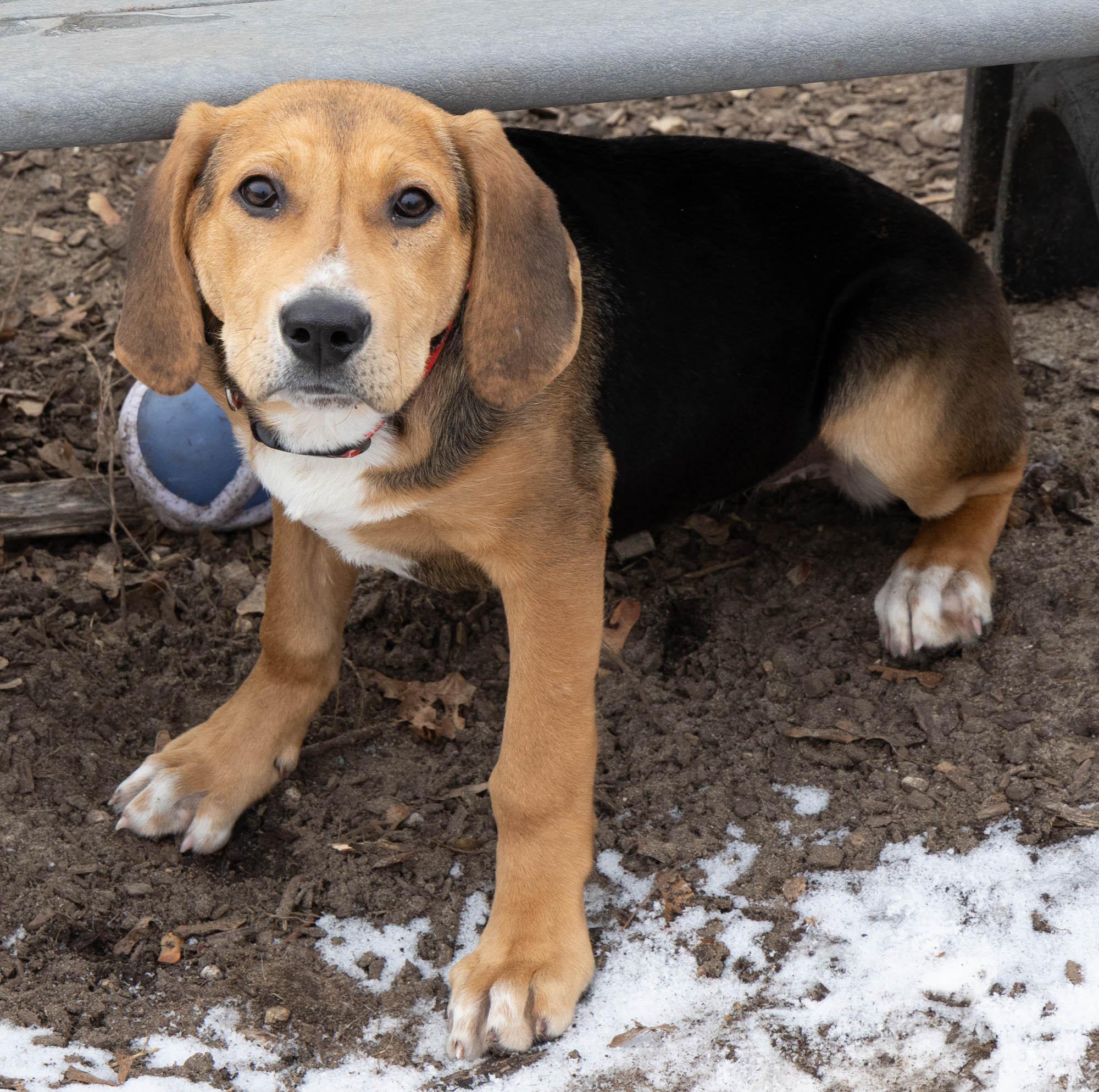 Enlarge Puddin', an adopted mixed breed in Mount Pleasant, MI image 2/4