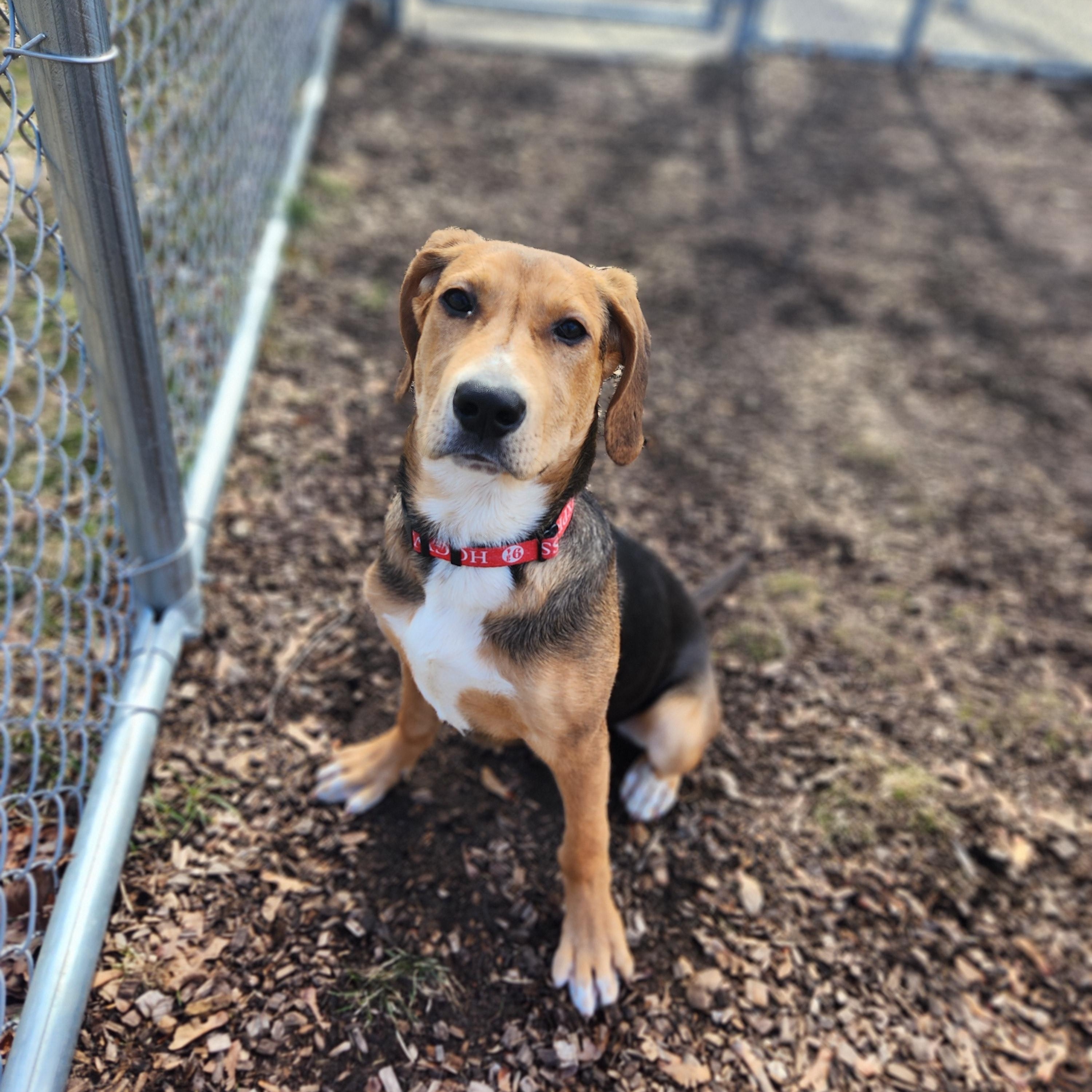 Enlarge Puddin', an adopted mixed breed in Mount Pleasant, MI image 4/4