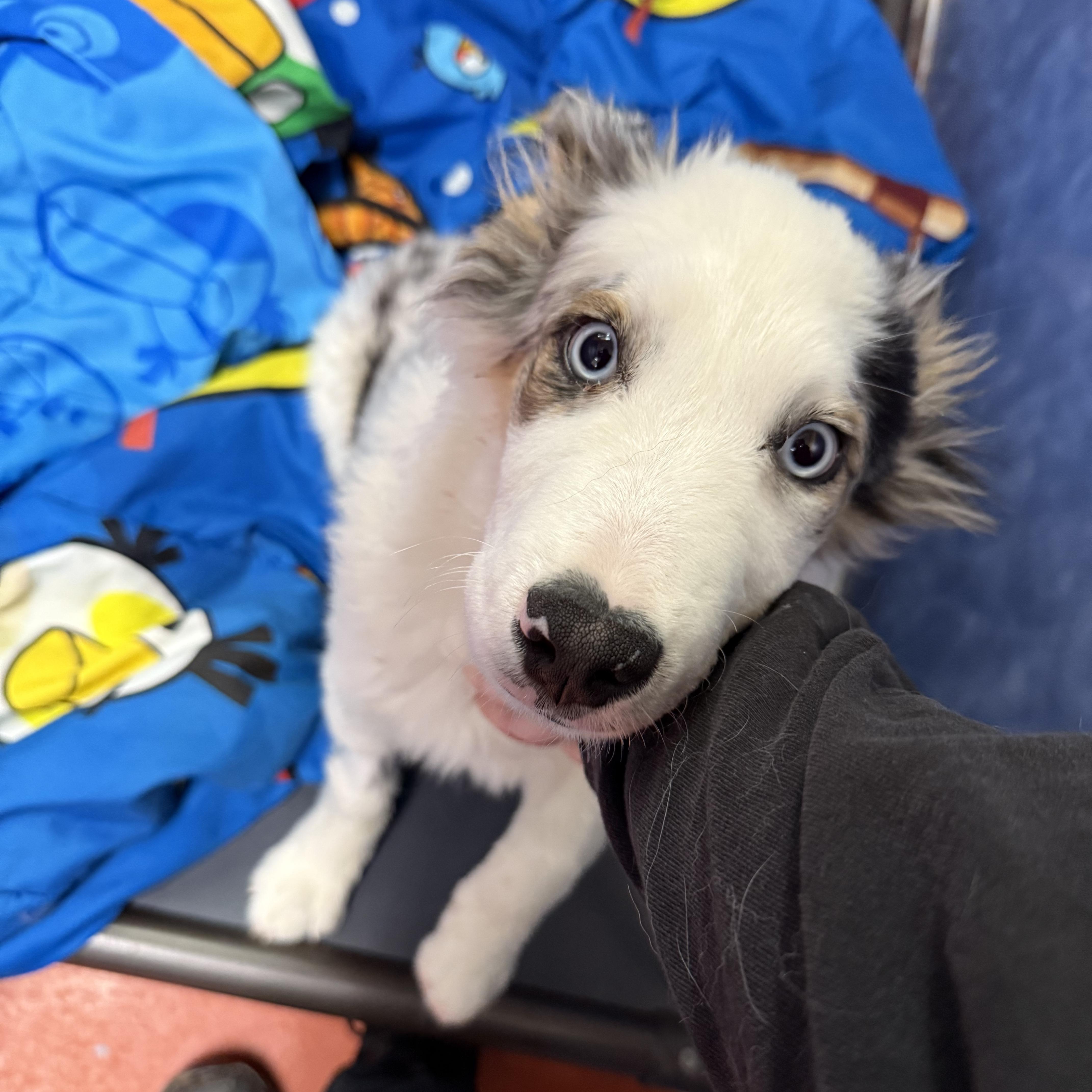 Ozzy, adopted, Puppy Male Australian Shepherd.