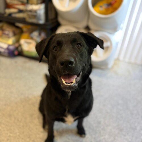 Diesel, Adoptable, Young Male Black Labrador Retriever.