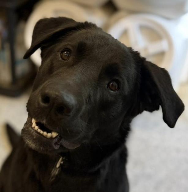 Enlarge Diesel, a Adoptable Black Labrador Retriever in Vienna, ON image 2/5
