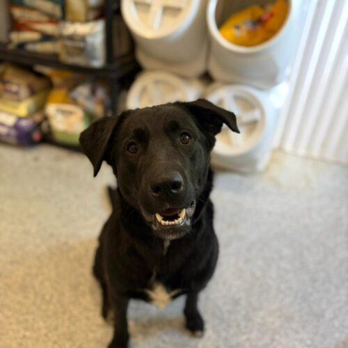 Enlarge Diesel, a Adoptable Black Labrador Retriever in Vienna, ON image 3/5