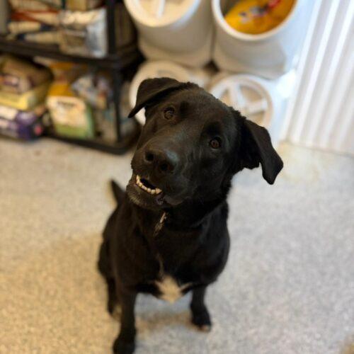 Enlarge Diesel, a Adoptable Black Labrador Retriever in Vienna, ON image 4/5