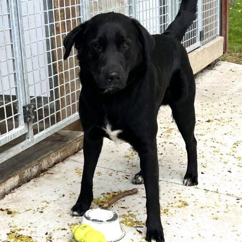 Enlarge Diesel, a Adoptable Black Labrador Retriever in Vienna, ON image 5/5