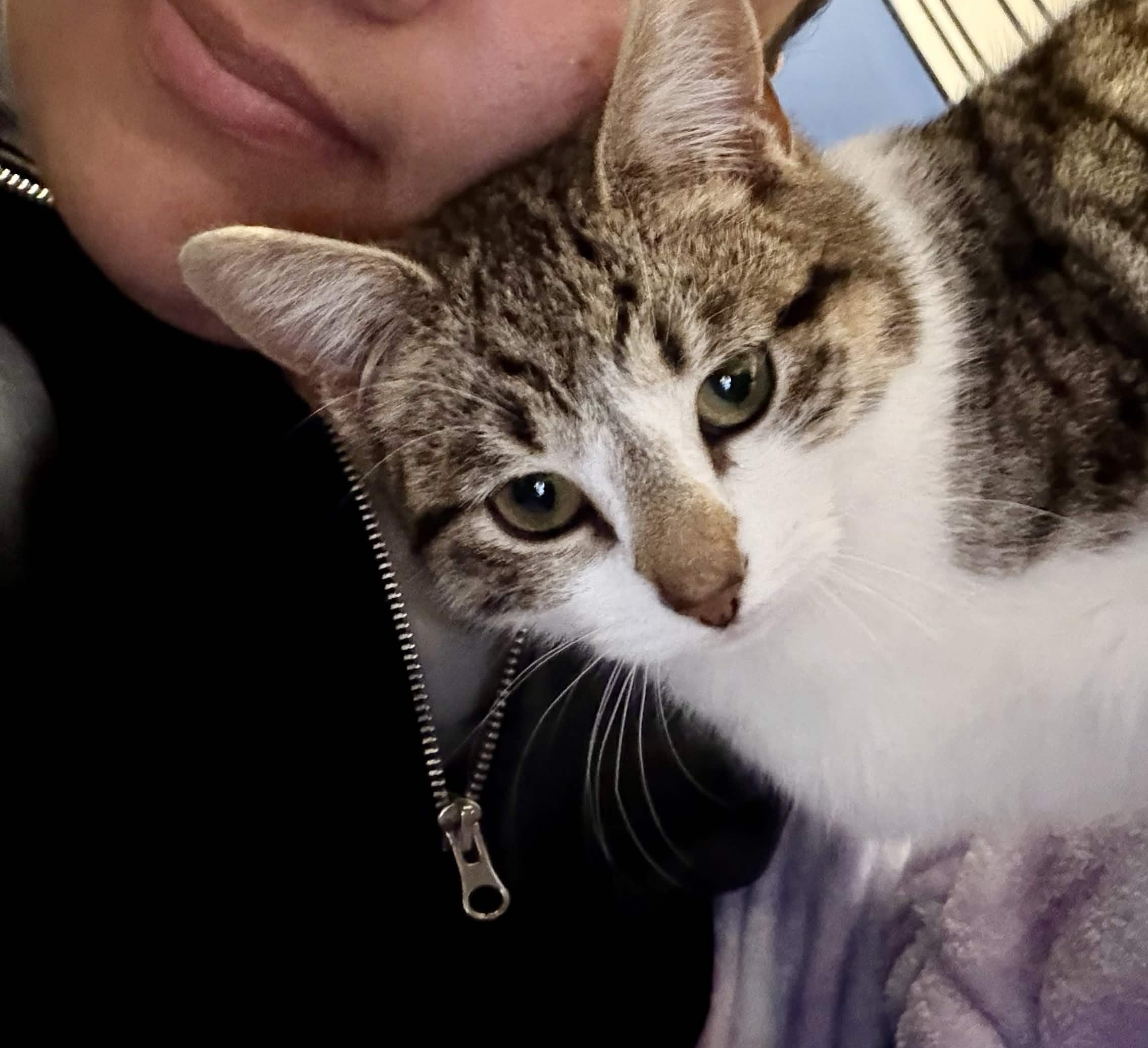 Enlarge Kevin, a ADOPTABLE Domestic Short Hair in Weehawken, NJ image 2/6