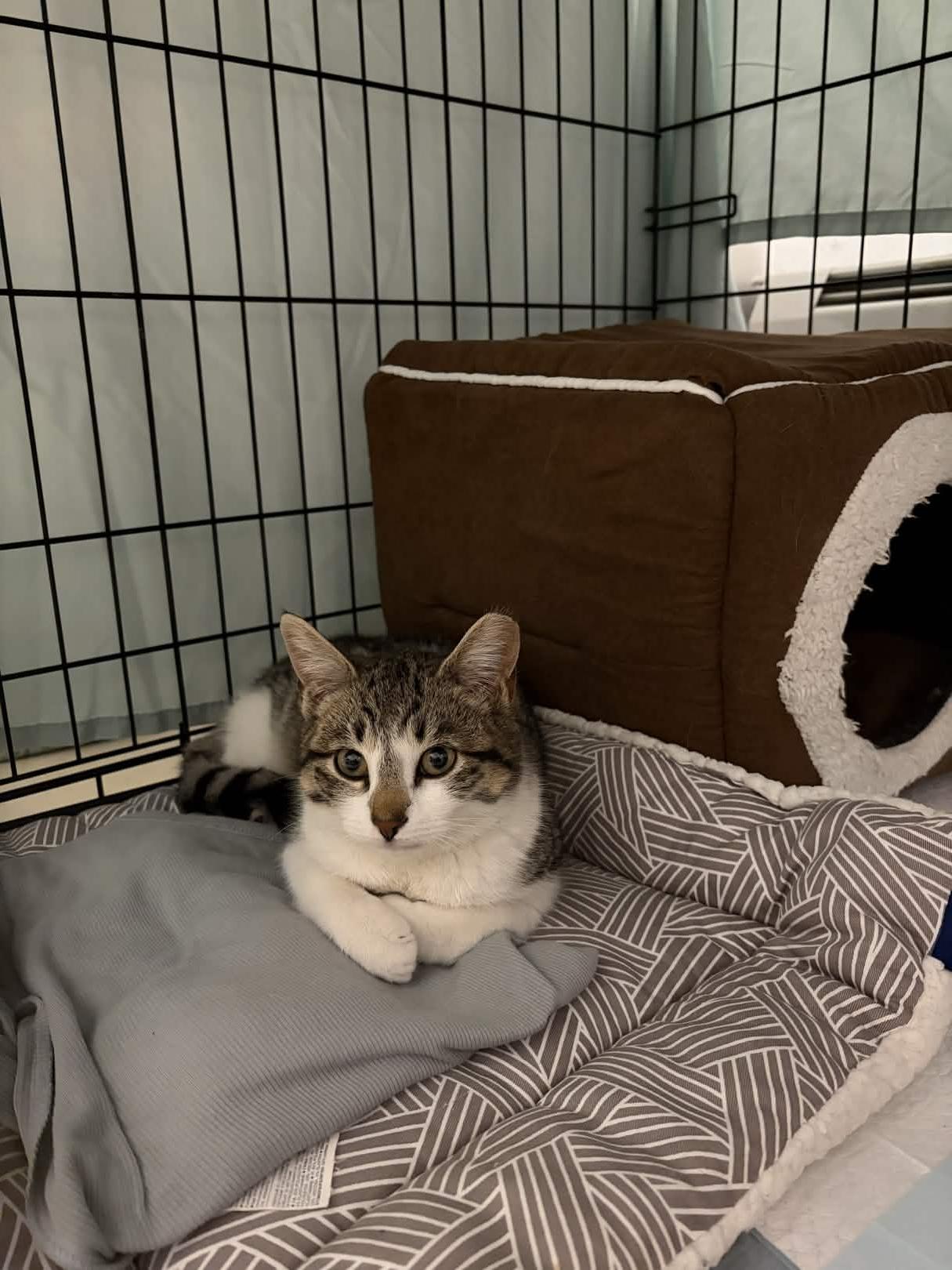 Enlarge Kevin, a ADOPTABLE Domestic Short Hair in Weehawken, NJ image 3/6