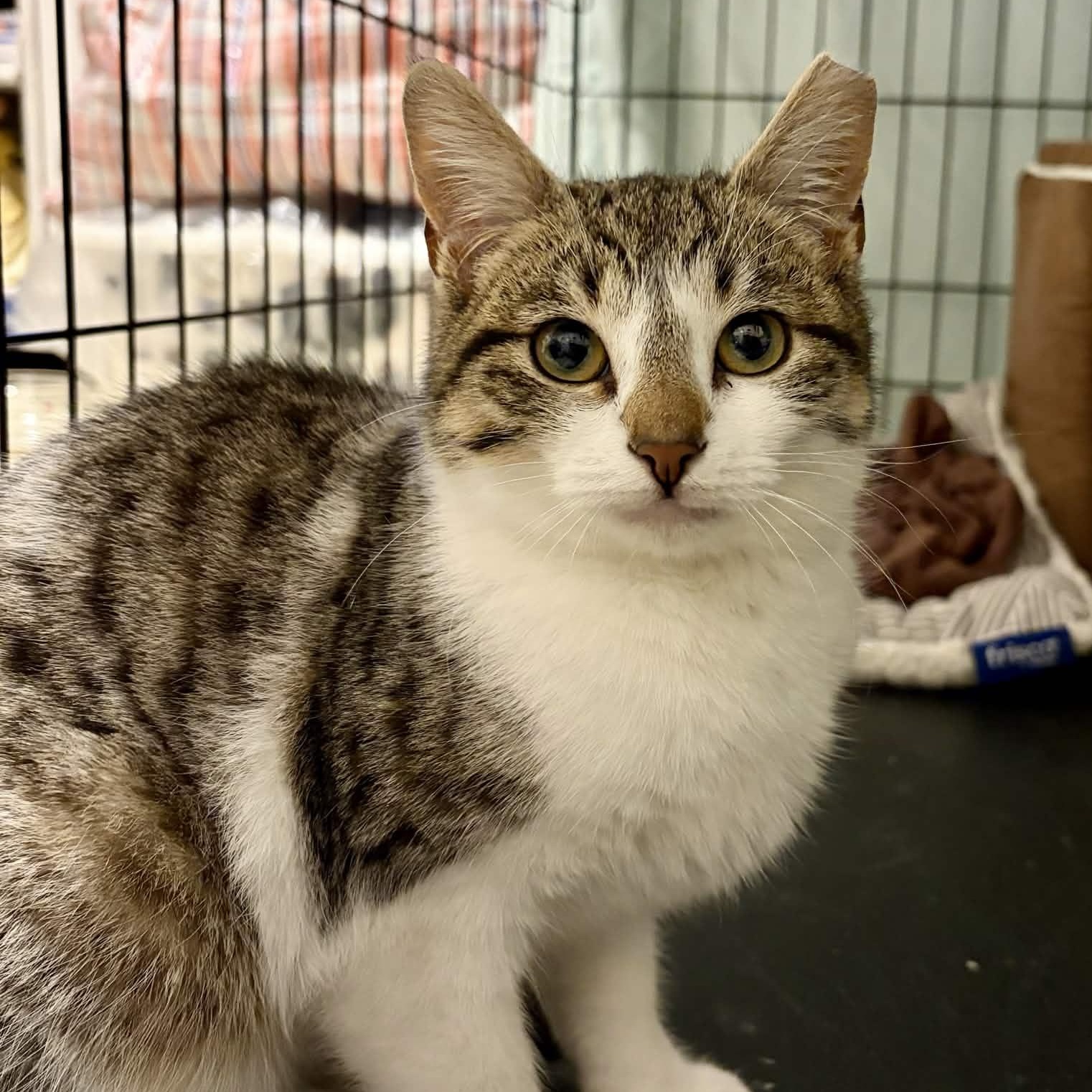 Enlarge Kevin, a ADOPTABLE Domestic Short Hair in Weehawken, NJ image 1/6