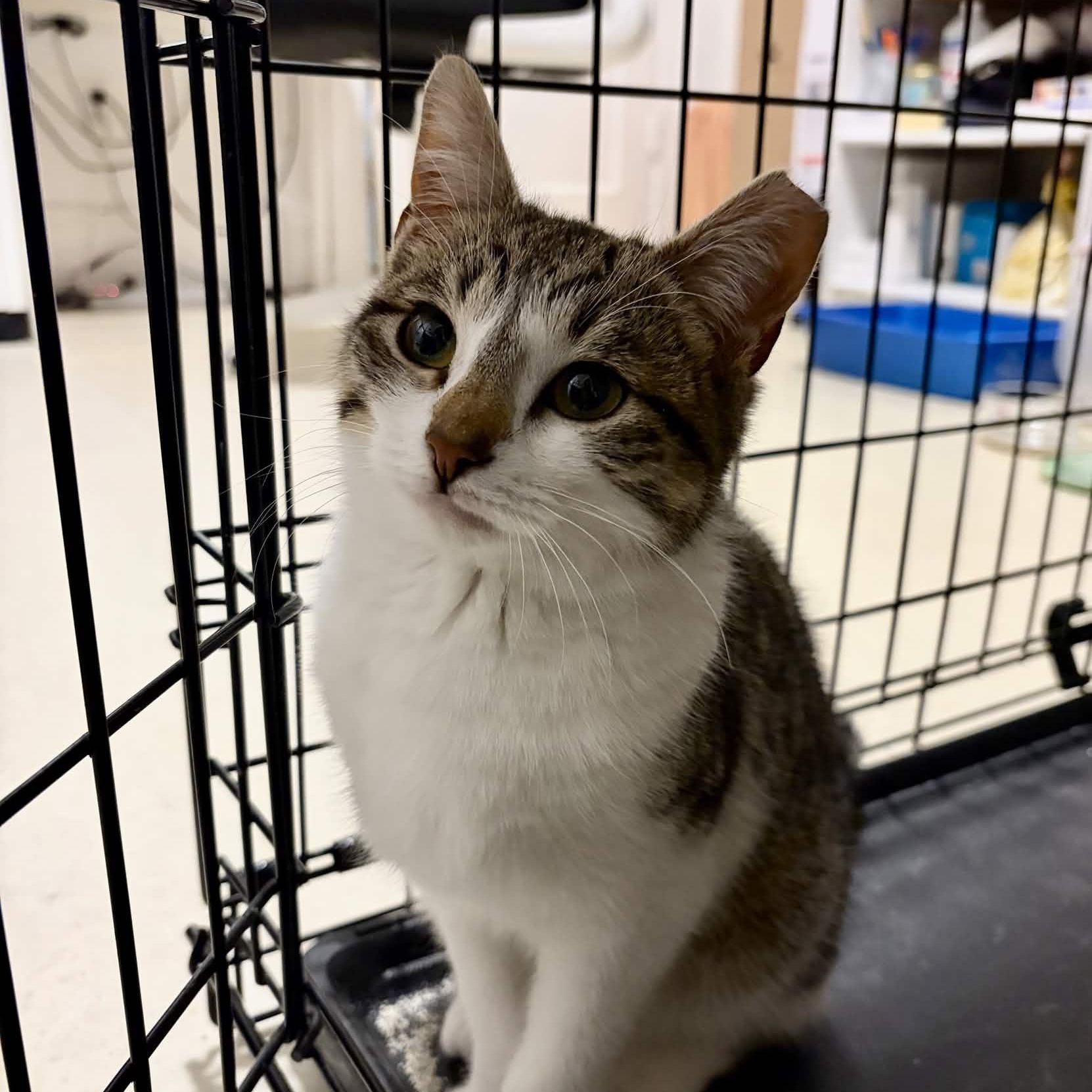 Enlarge Kevin, a ADOPTABLE Domestic Short Hair in Weehawken, NJ image 5/6