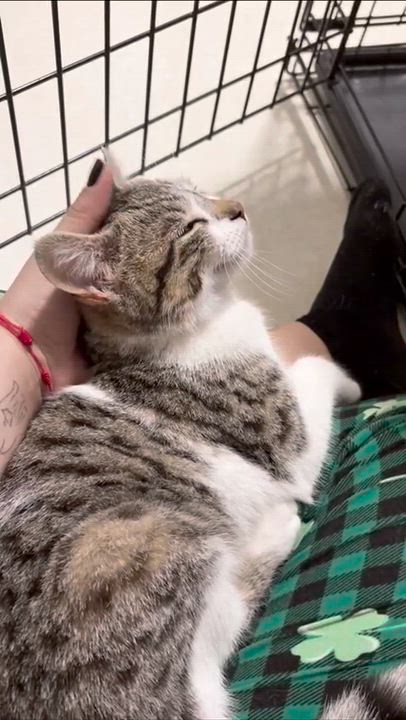 Enlarge Kevin, a ADOPTABLE Domestic Short Hair in Weehawken, NJ video 6/6