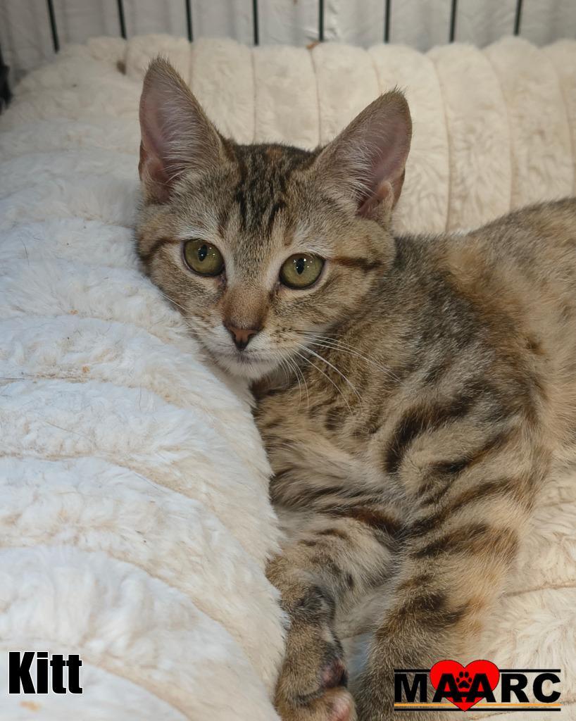 Enlarge Kitt, a Adoptable mixed breed in Maryville, TN image 1/1