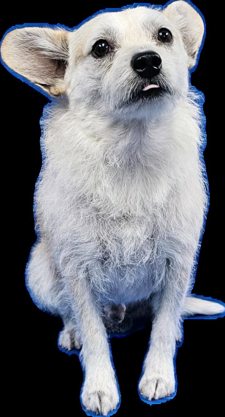 Marshall