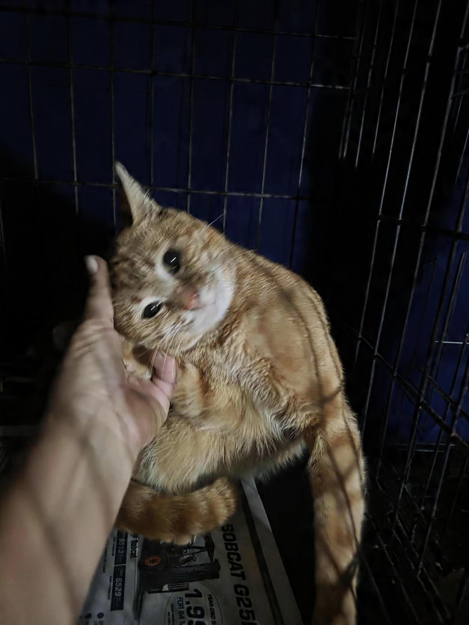 Mango, adopted, Young Male Tabby.