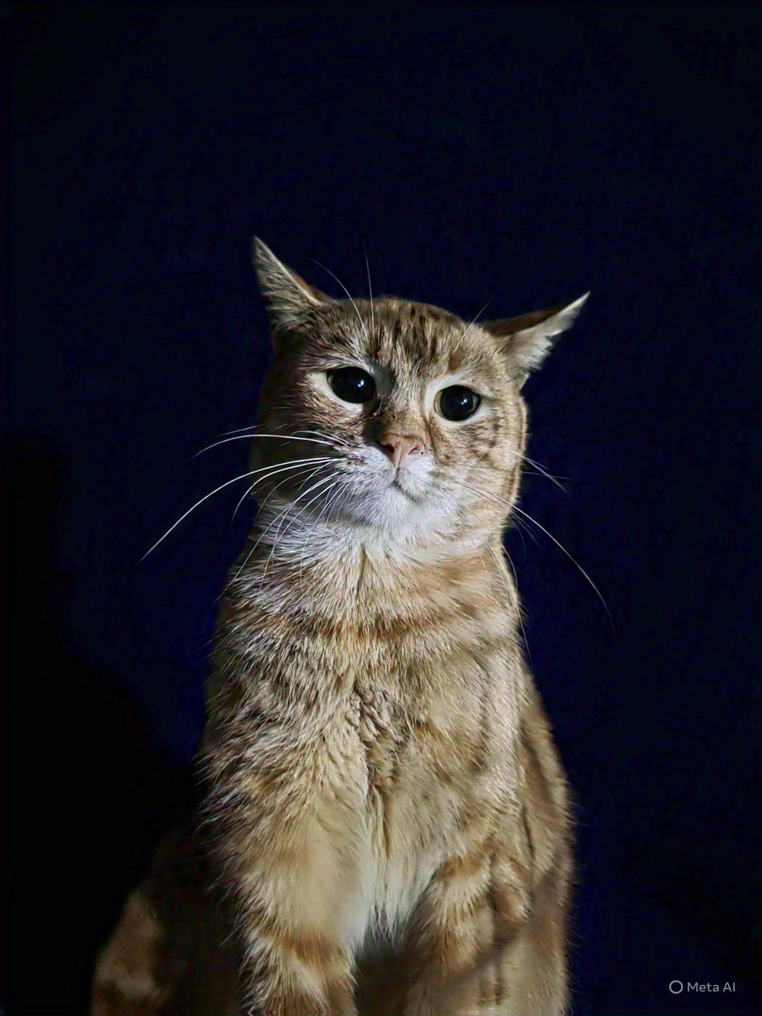 Mango, an adopted Tabby in Boca Raton, FL image 2/2