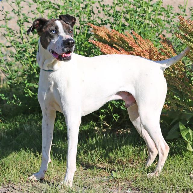 BLANCO, Adoptable, Adult Male Pointer & Pit Bull Terrier.