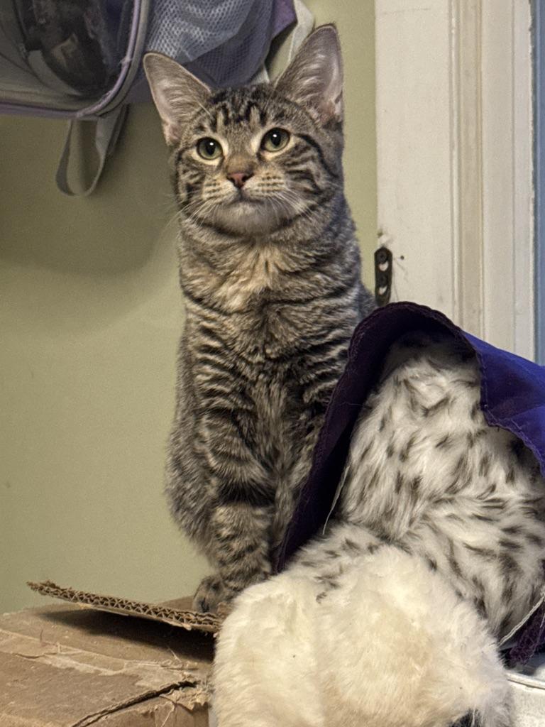 Enlarge PINKY & THE BRAIN, a Adoptable mixed breed in Manchester, NH image 3/6