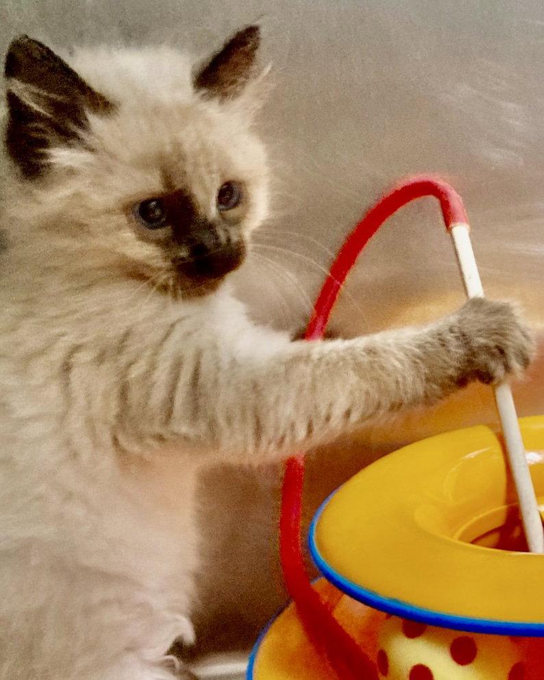 Enlarge Slinky, a Adopted Siamese in Oakland, CA image 1/3