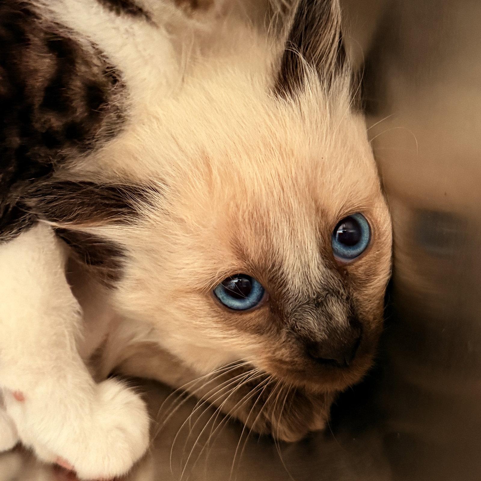 Enlarge Slinky, a Adopted Siamese in Oakland, CA image 2/3