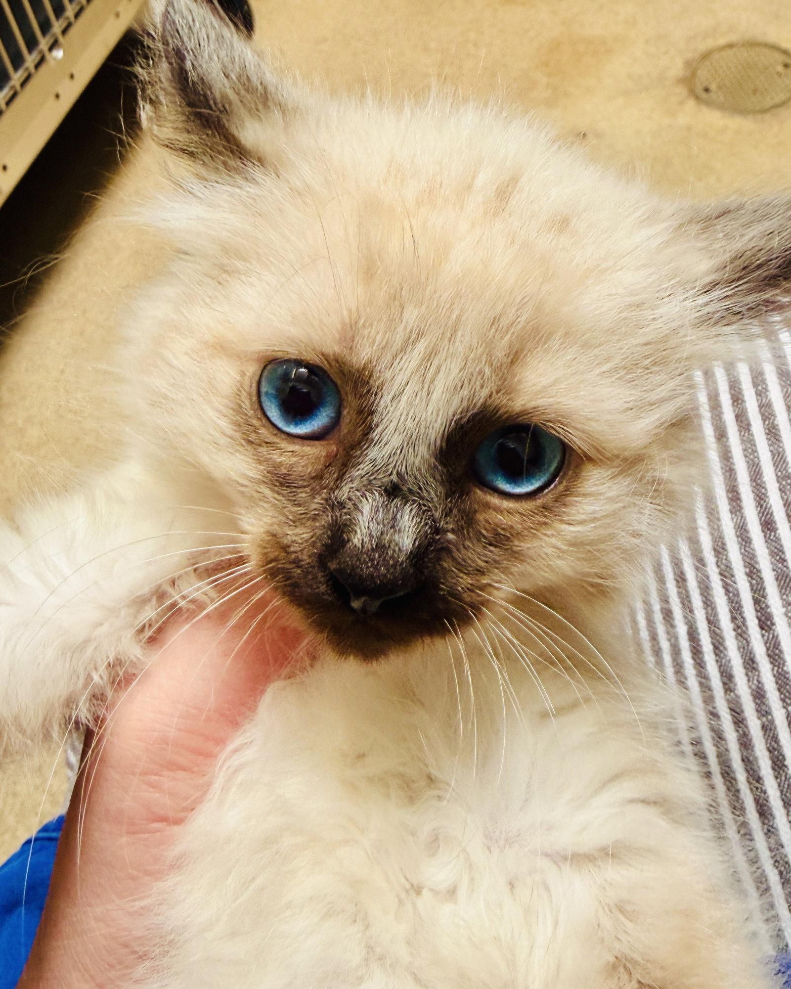 Enlarge Slinky, a Adopted Siamese in Oakland, CA image 3/3