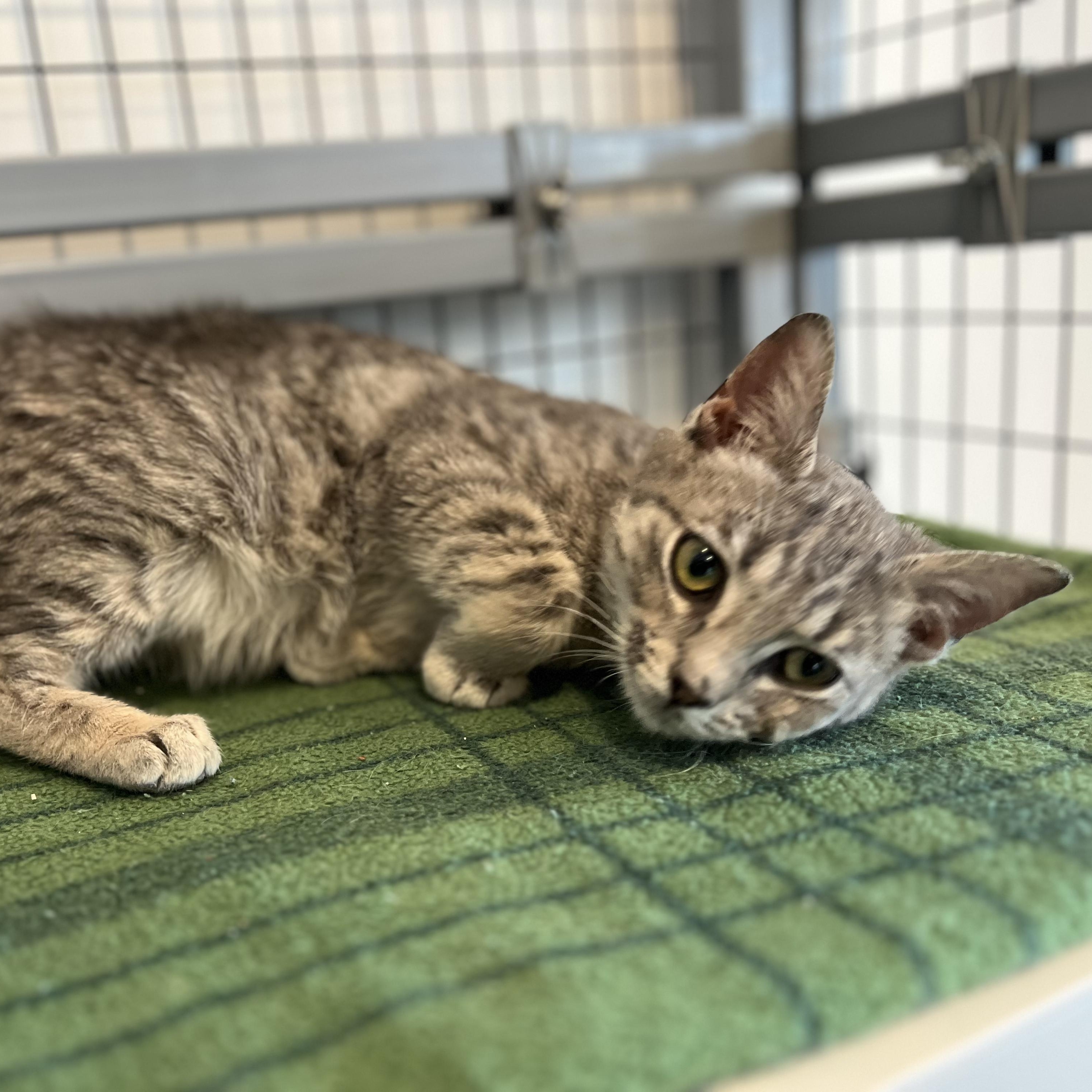 Pudge, ADOPTABLE, Kitten Male American Shorthair.