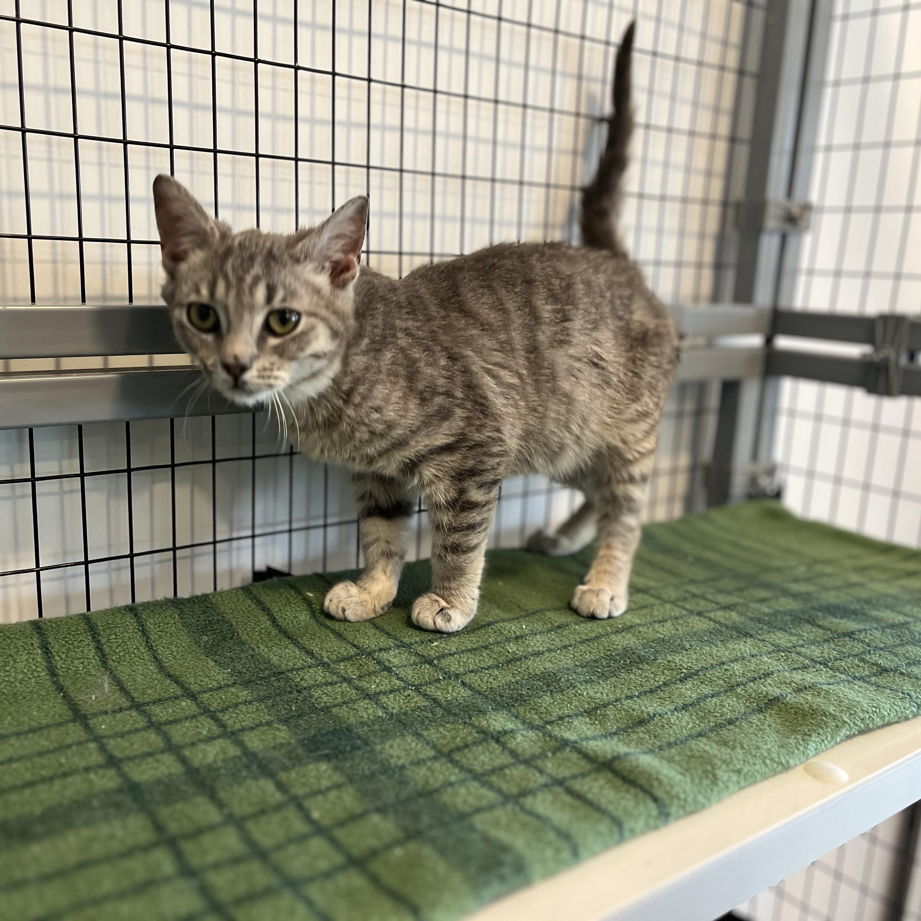 Enlarge Pudge, a ADOPTABLE American Shorthair in Hull, MA image 5/6