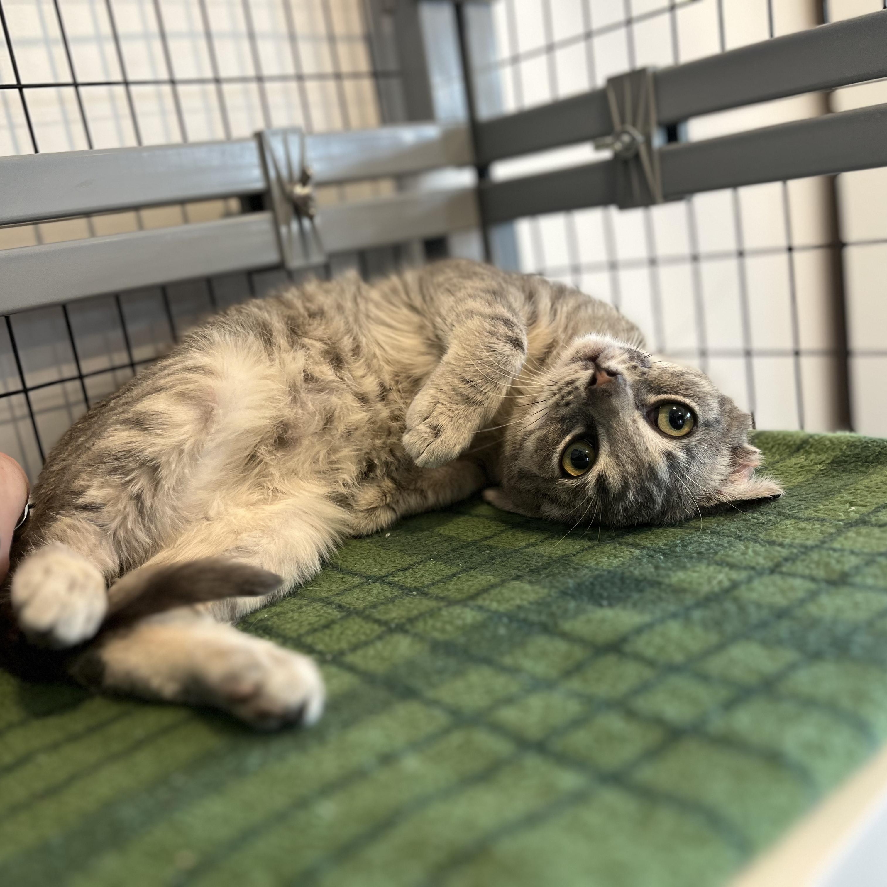 Enlarge Pudge, a ADOPTABLE American Shorthair in Hull, MA image 4/6