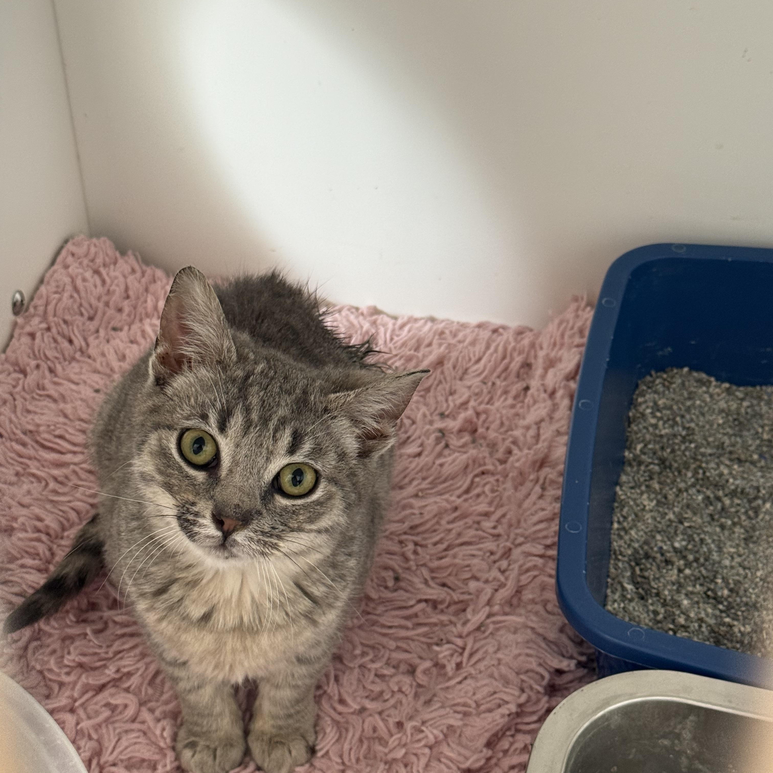 Enlarge Pudge, a ADOPTABLE American Shorthair in Hull, MA image 2/6