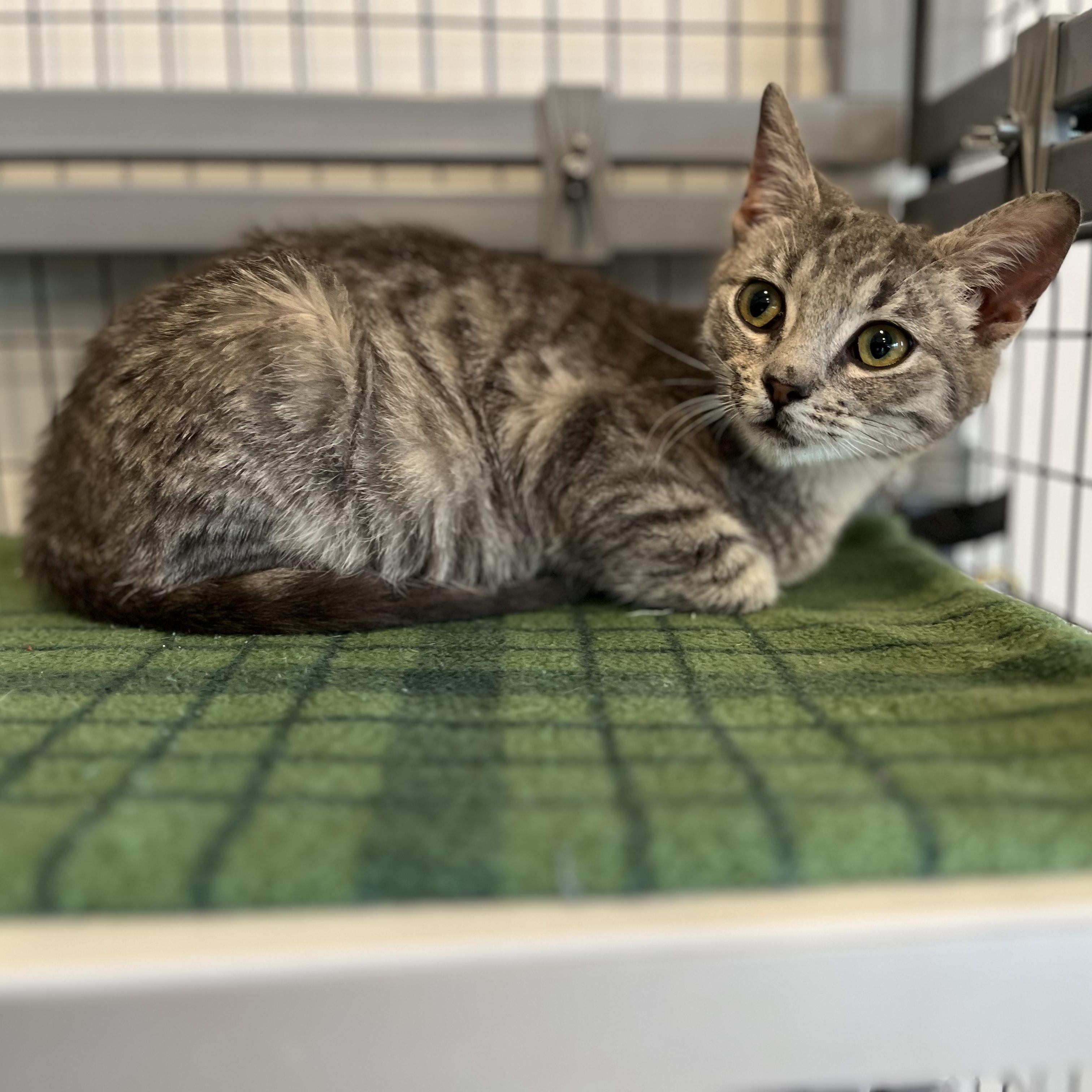 Enlarge Pudge, a ADOPTABLE American Shorthair in Hull, MA image 3/6