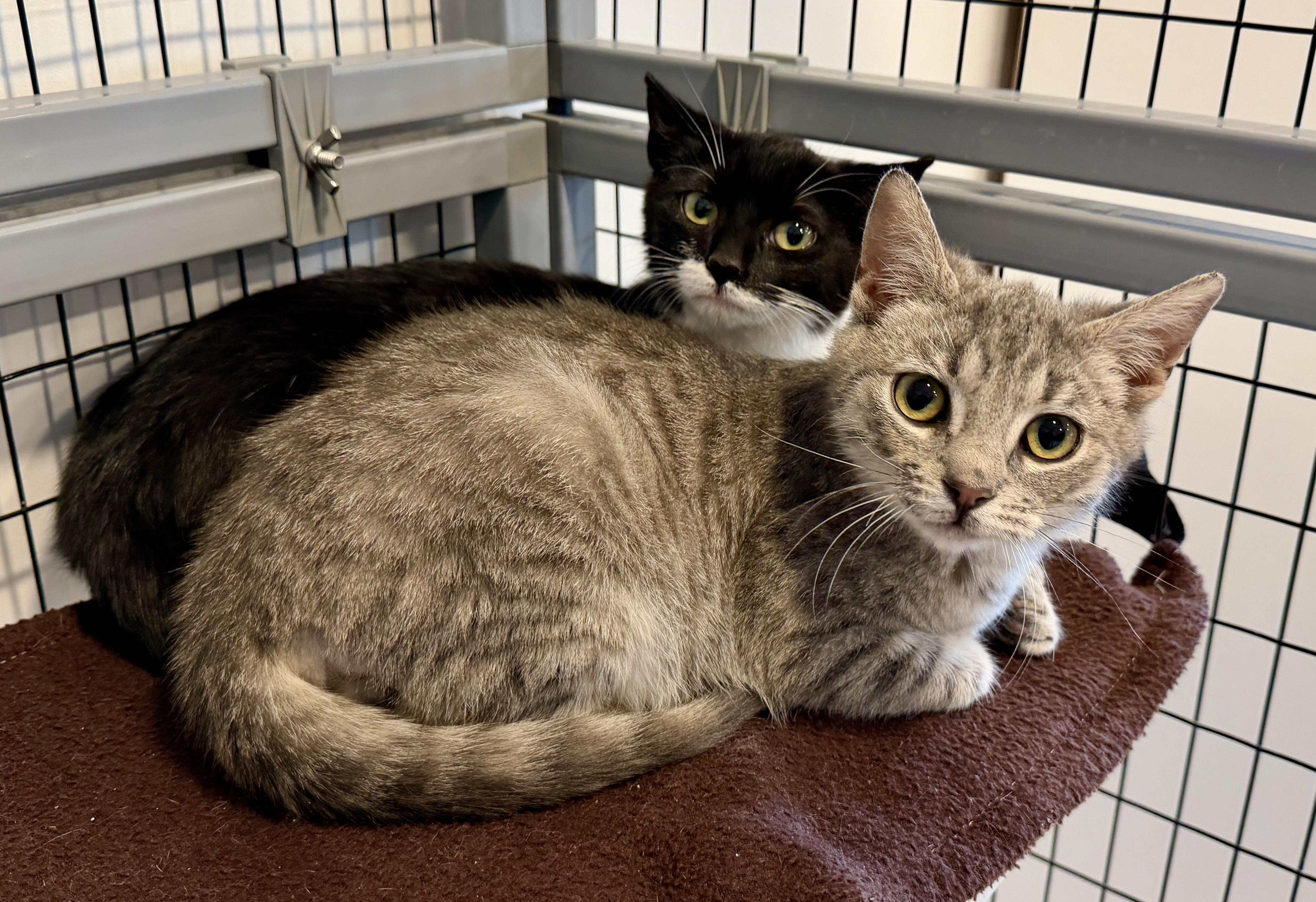 Enlarge Pudge, a ADOPTABLE American Shorthair in Hull, MA image 6/6