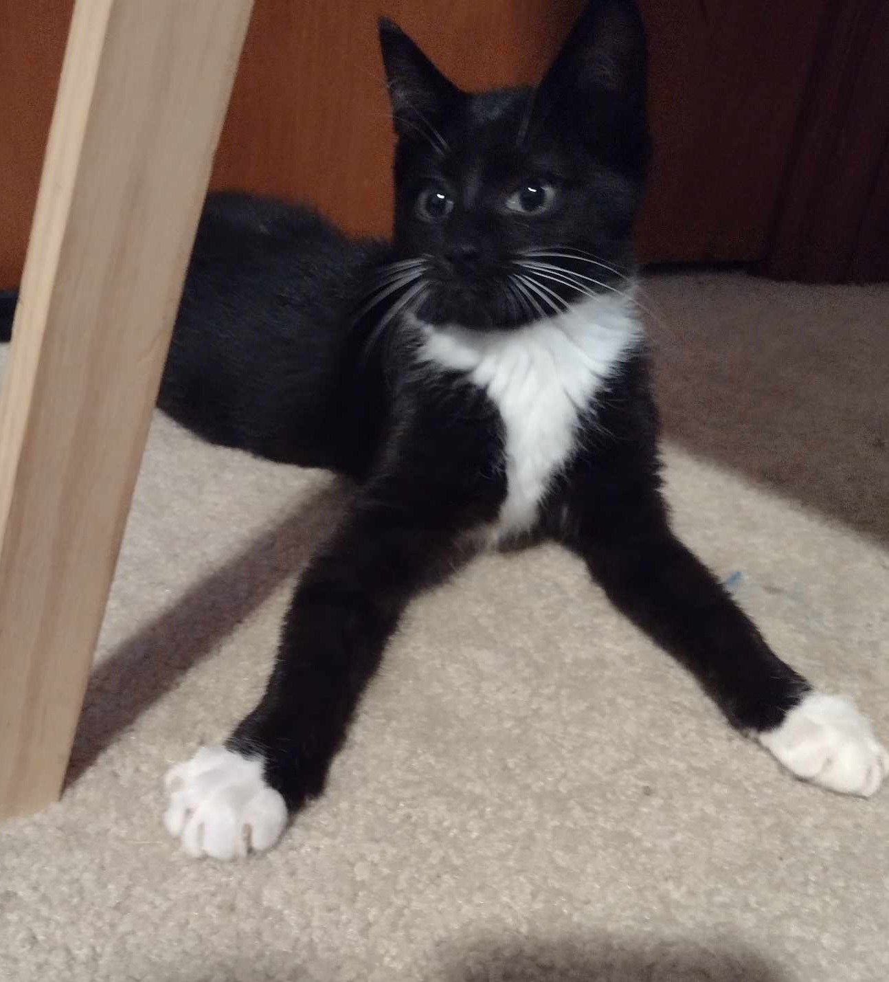 Chance, a Adoptable Domestic Short Hair in West Mifflin, PA image 1/6