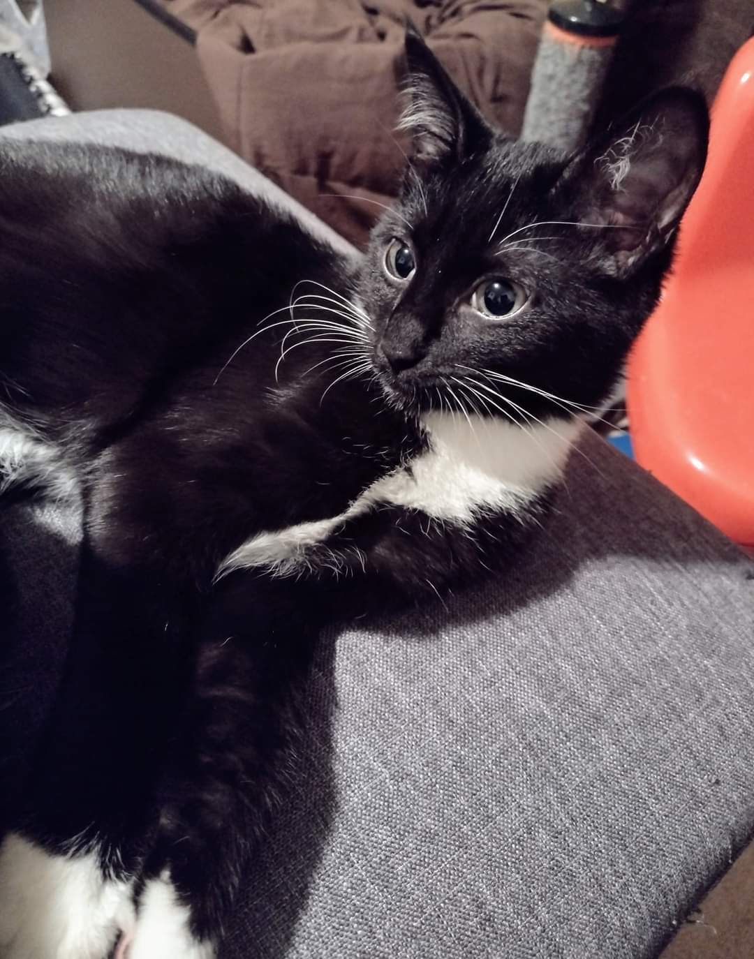 Chance, a Adoptable Domestic Short Hair in West Mifflin, PA image 2/6