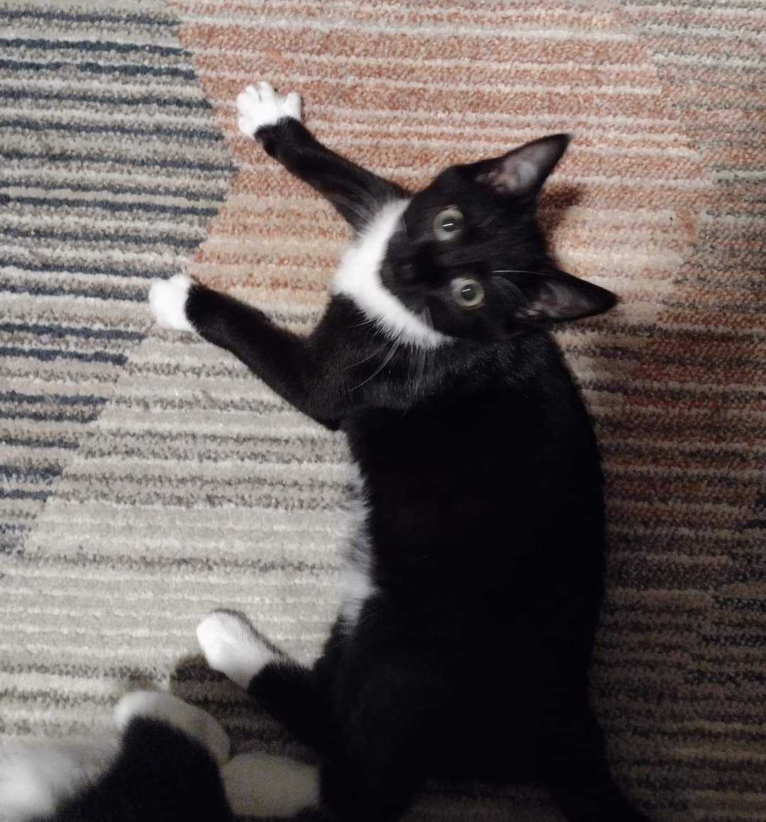 Chance, a Adoptable Domestic Short Hair in West Mifflin, PA image 3/6