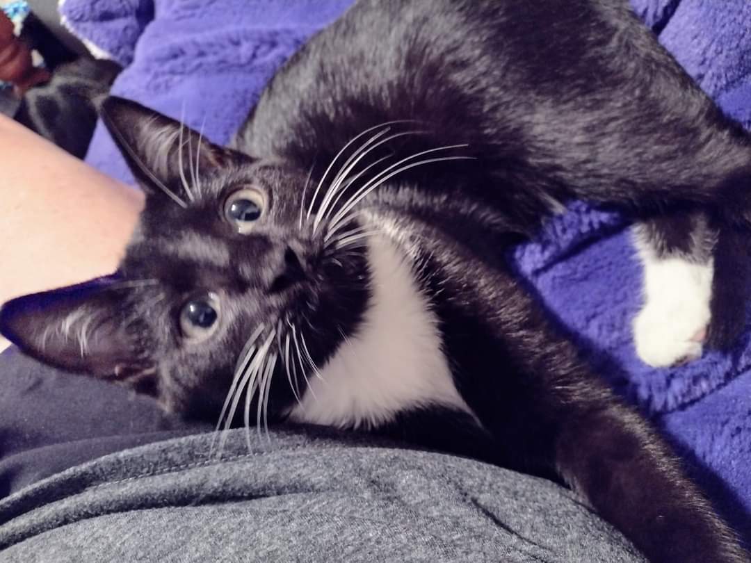 Chance, a Adoptable Domestic Short Hair in West Mifflin, PA image 4/6