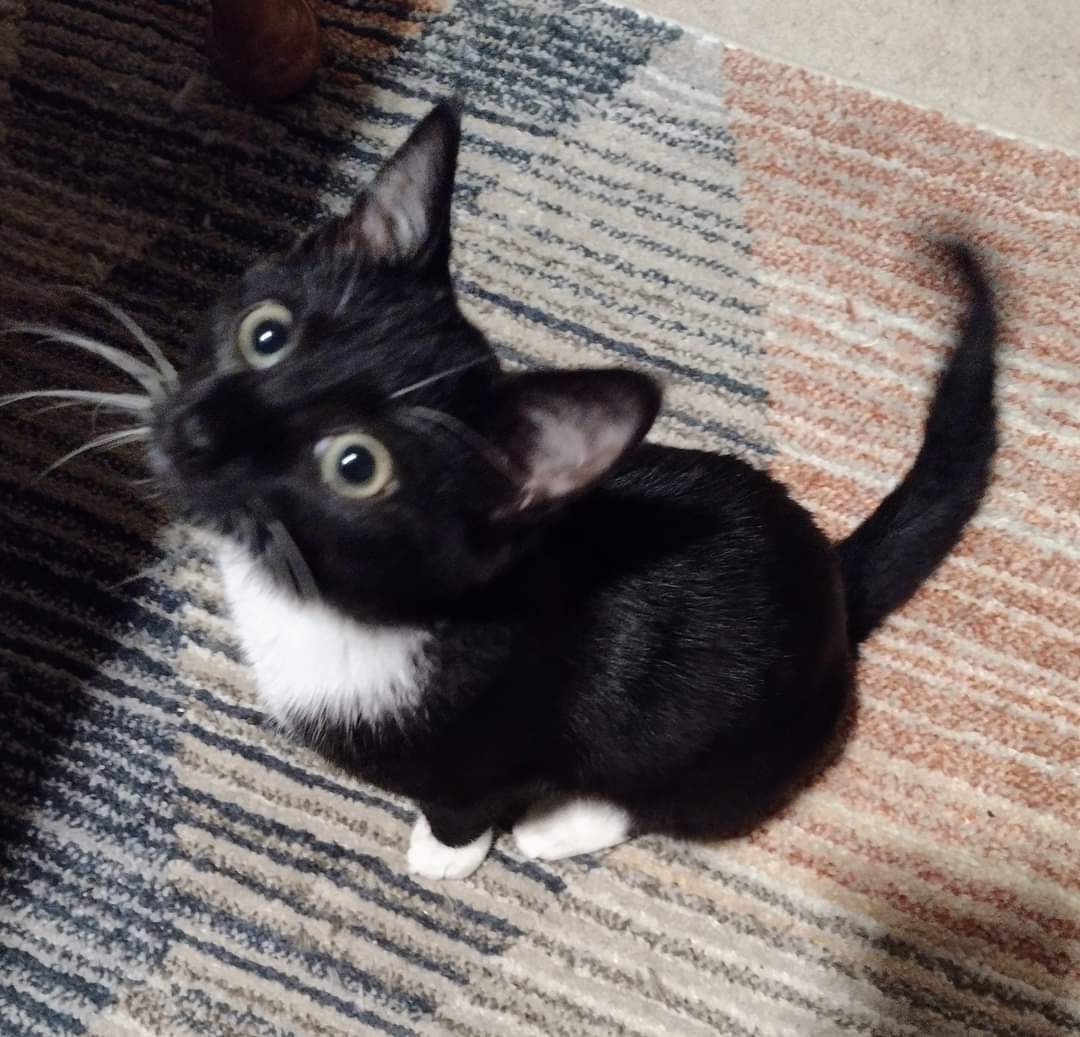 Chance, a Adoptable Domestic Short Hair in West Mifflin, PA image 5/6