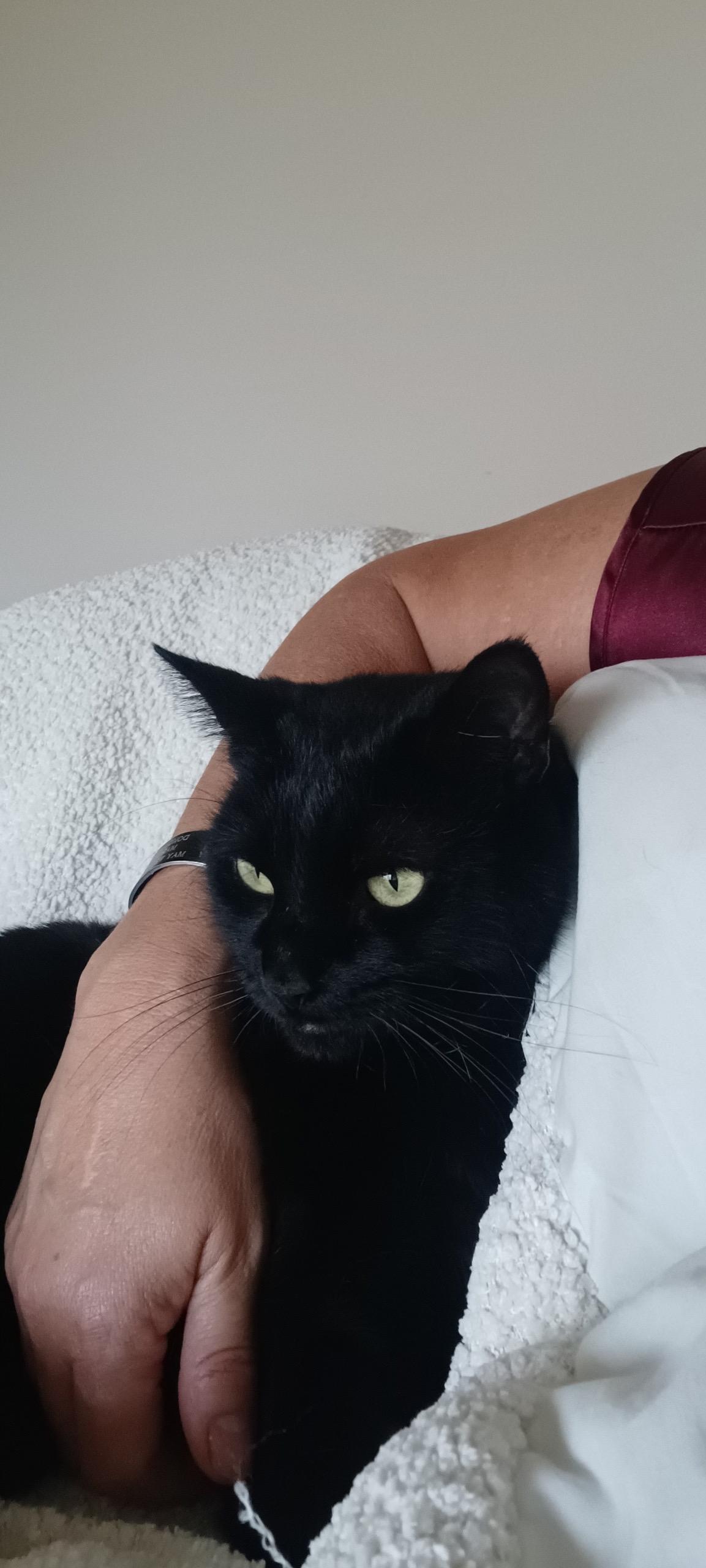 Enlarge Skylar, a Adoptable Domestic Short Hair in Monrovia , CA image 1/3