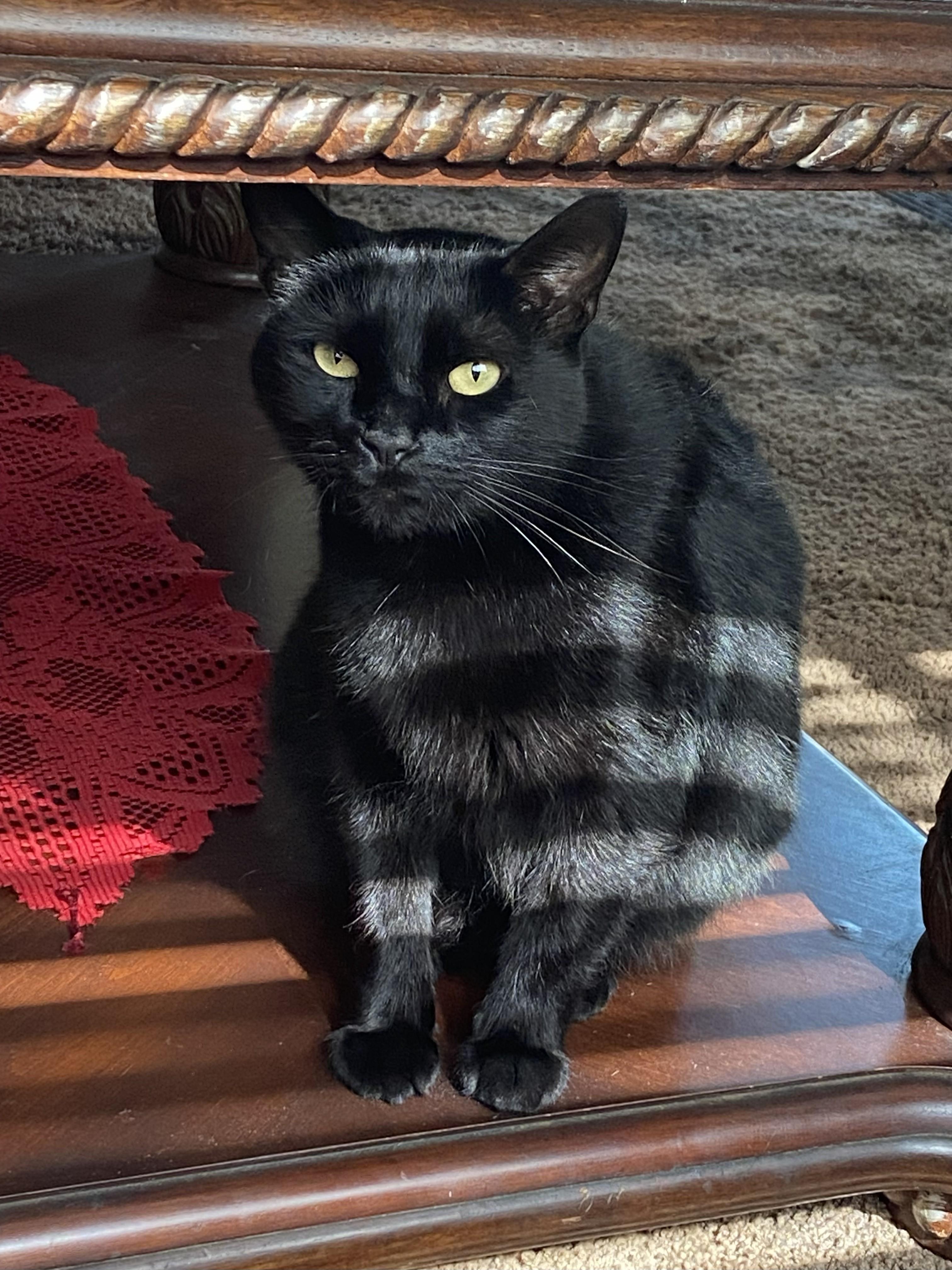 Enlarge Skylar, a Adoptable Domestic Short Hair in Monrovia , CA image 2/3