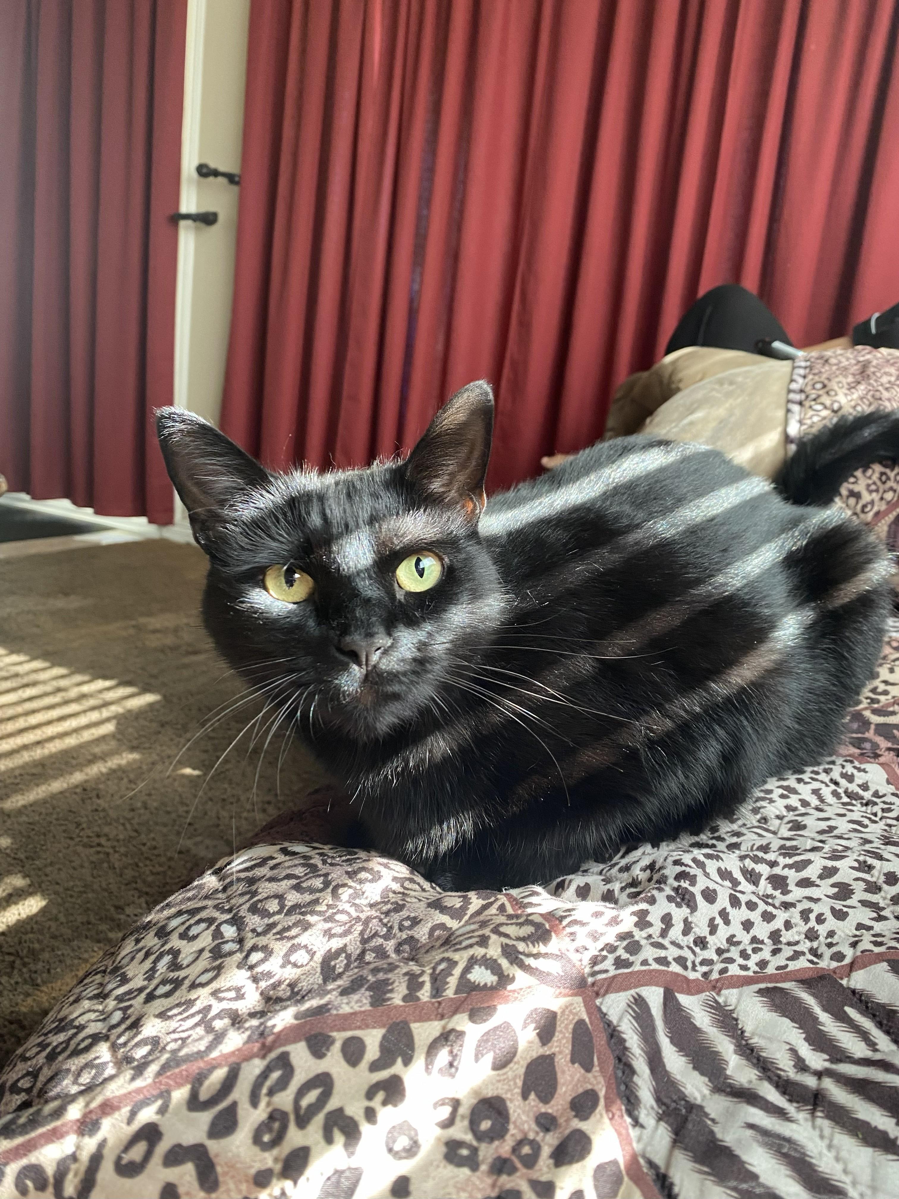 Enlarge Skylar, a Adoptable Domestic Short Hair in Monrovia , CA image 3/3