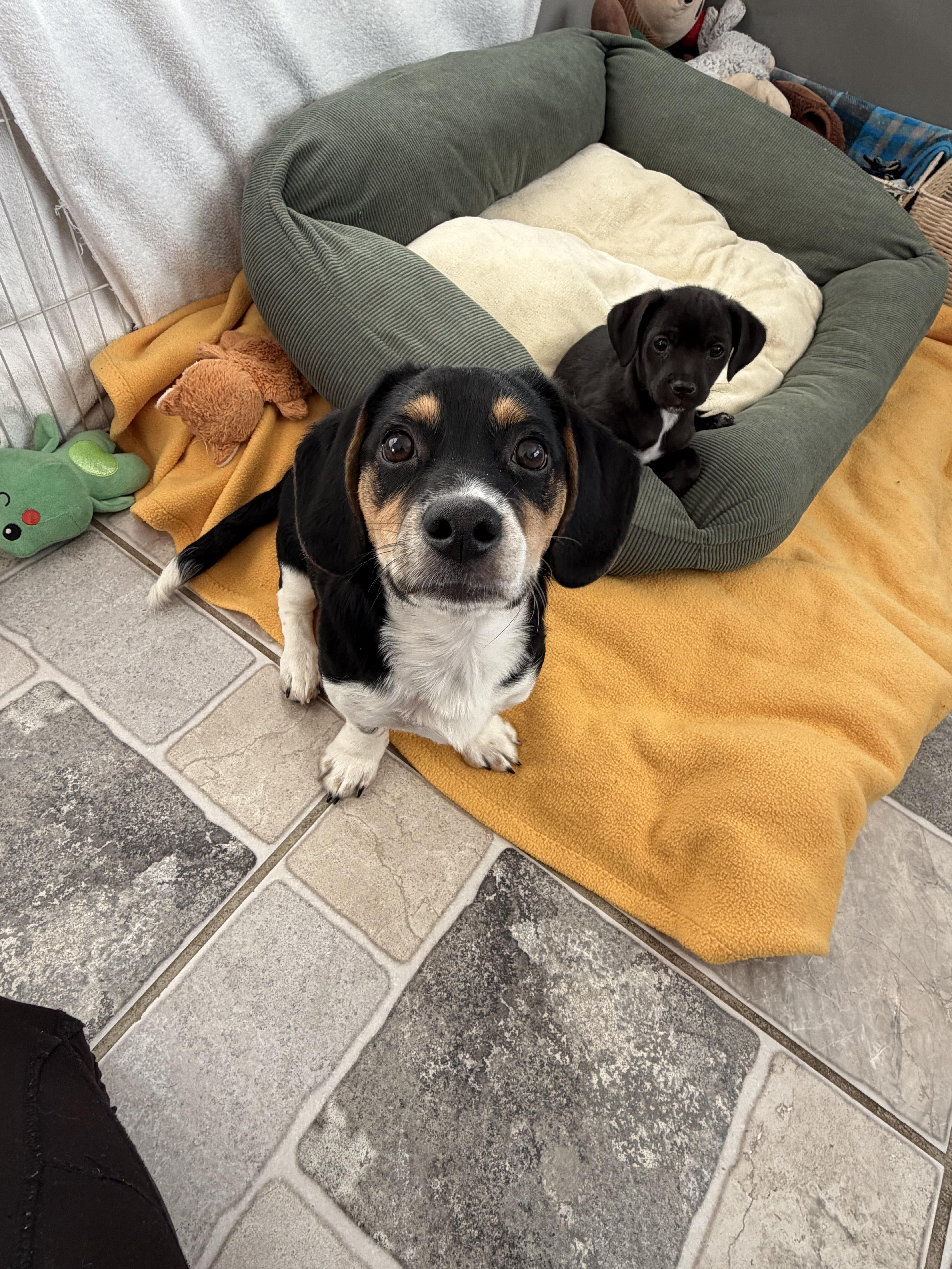 Enlarge Elijah, a ADOPTABLE mixed breed in Stuarts Draft, VA image 2/3