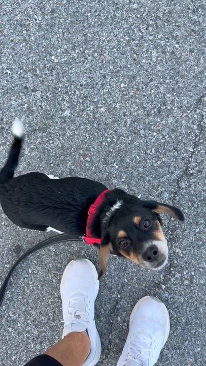 Enlarge Elijah, a ADOPTABLE mixed breed in Stuarts Draft, VA video 3/3